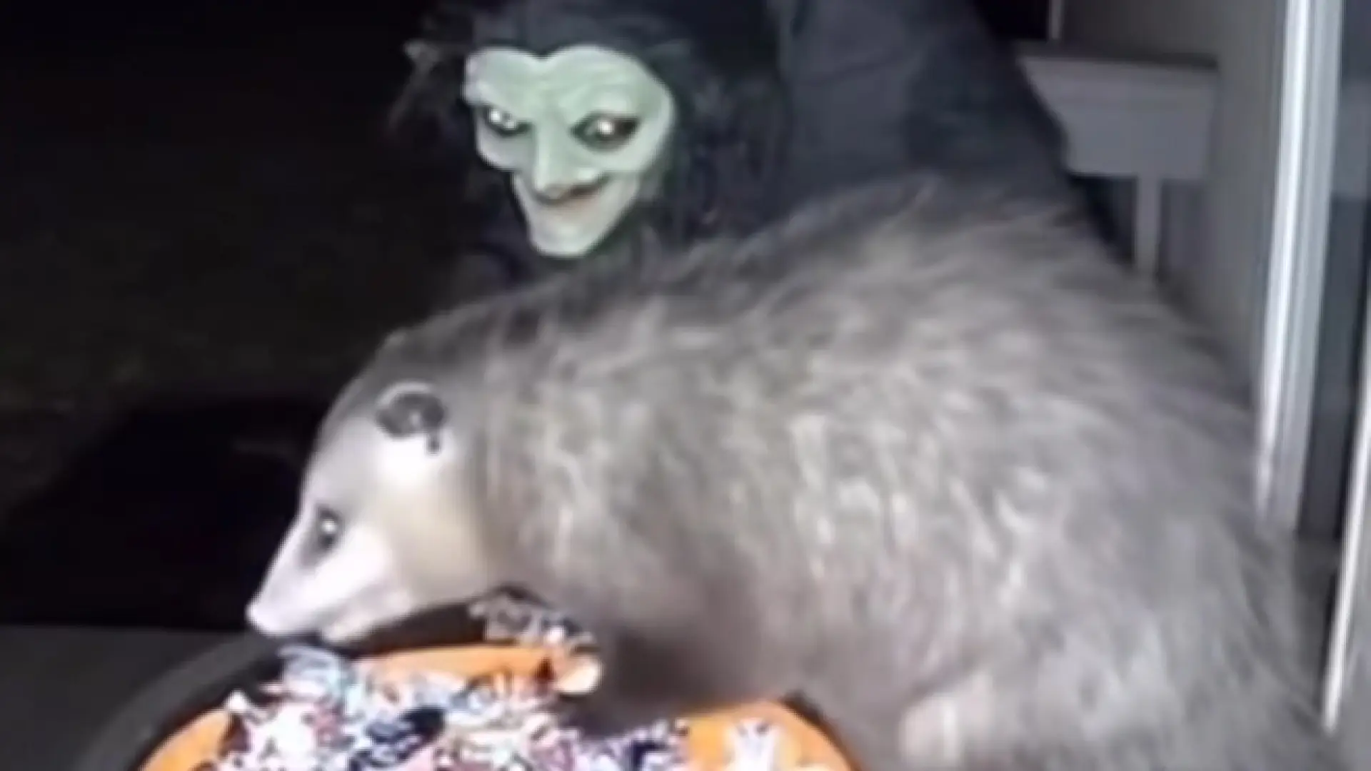 Una zarigüeya se lleva un susto de muerte por una diabólica decoración de Halloween