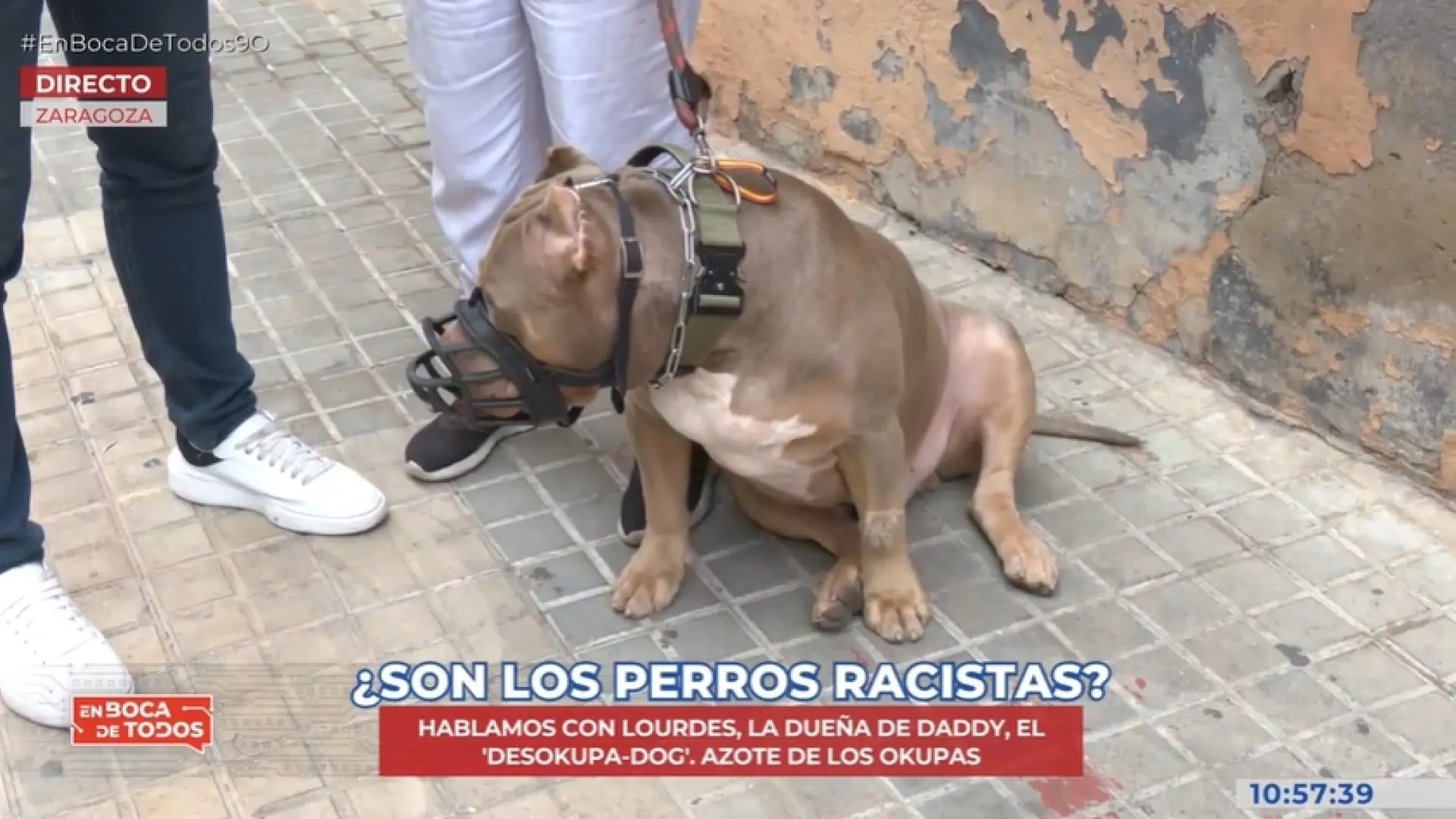 Una mujer educa a su perro para que ataque a los okupas: "Pueden venir a trabajar y convivir, pero no a okupar"