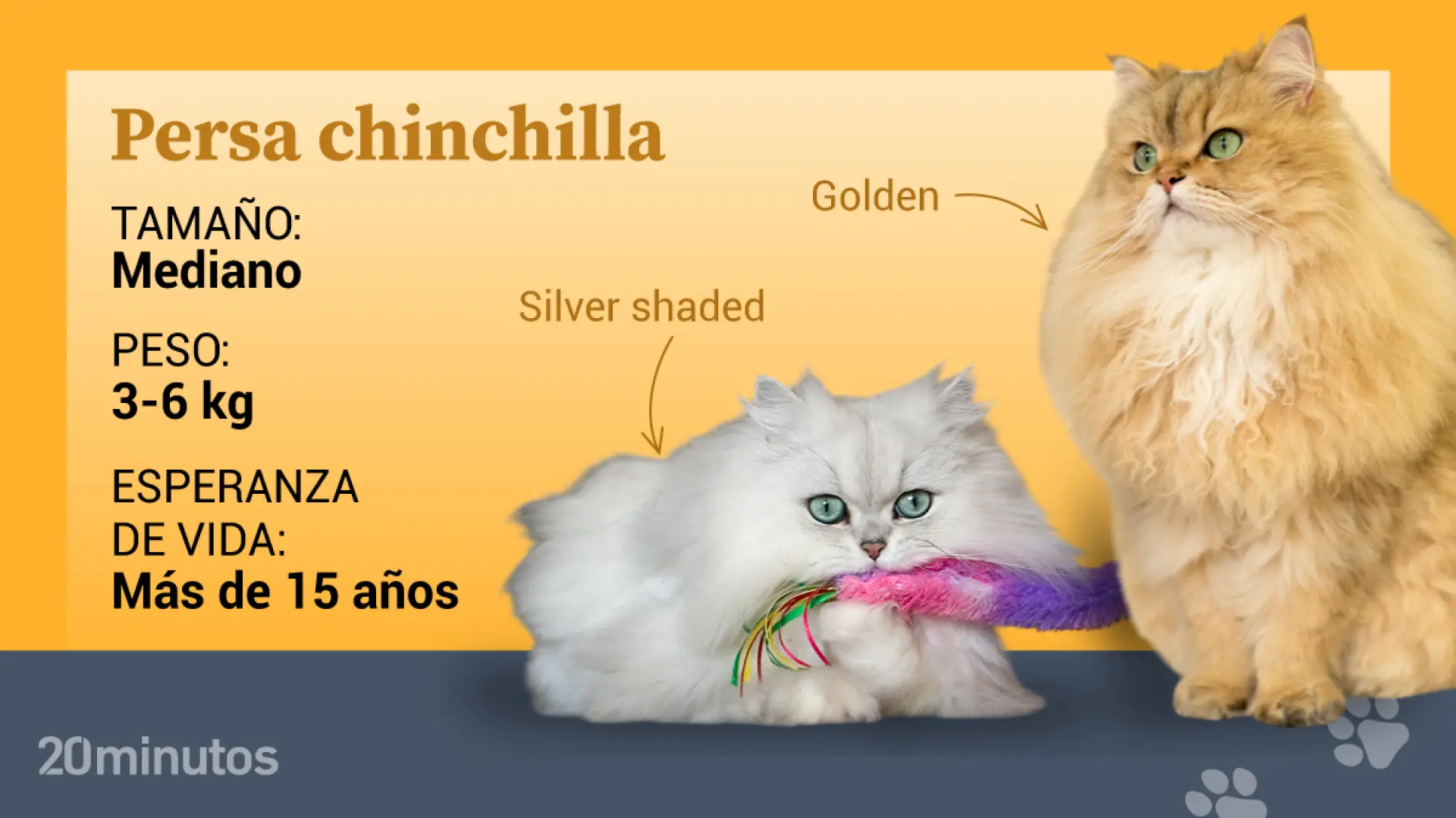 Así es el persa chinchilla, una joya felina en tonos plateados y dorados