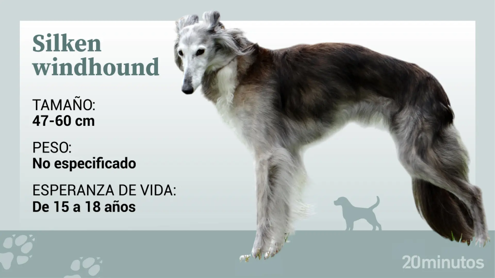 El silken windhound, la versión 'pequeña' del espectacular borzoi