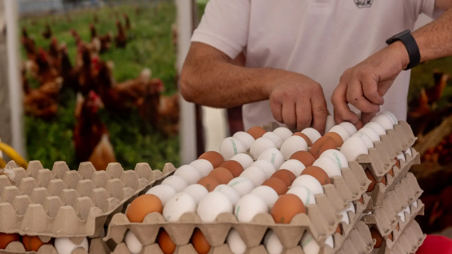 El huevo cabalga sobre el alza del consumo y la subida de precios en plena 'revolución' para mejorar el bienestar animal
