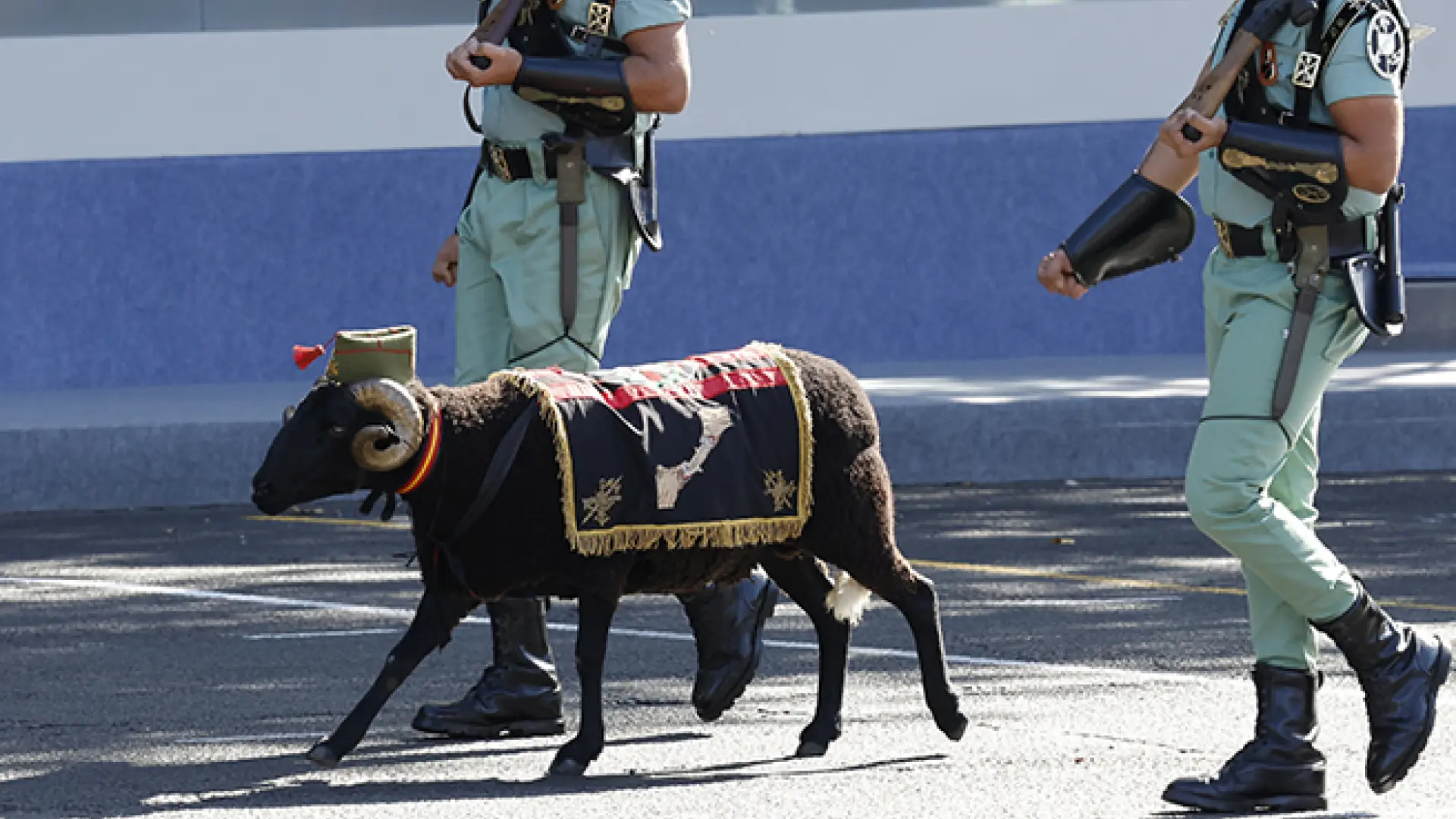 Baraka, el borrego de la "buena suerte" de la Legión, acapara todas las miradas en el desfile militar por el Día de la Hispanidad