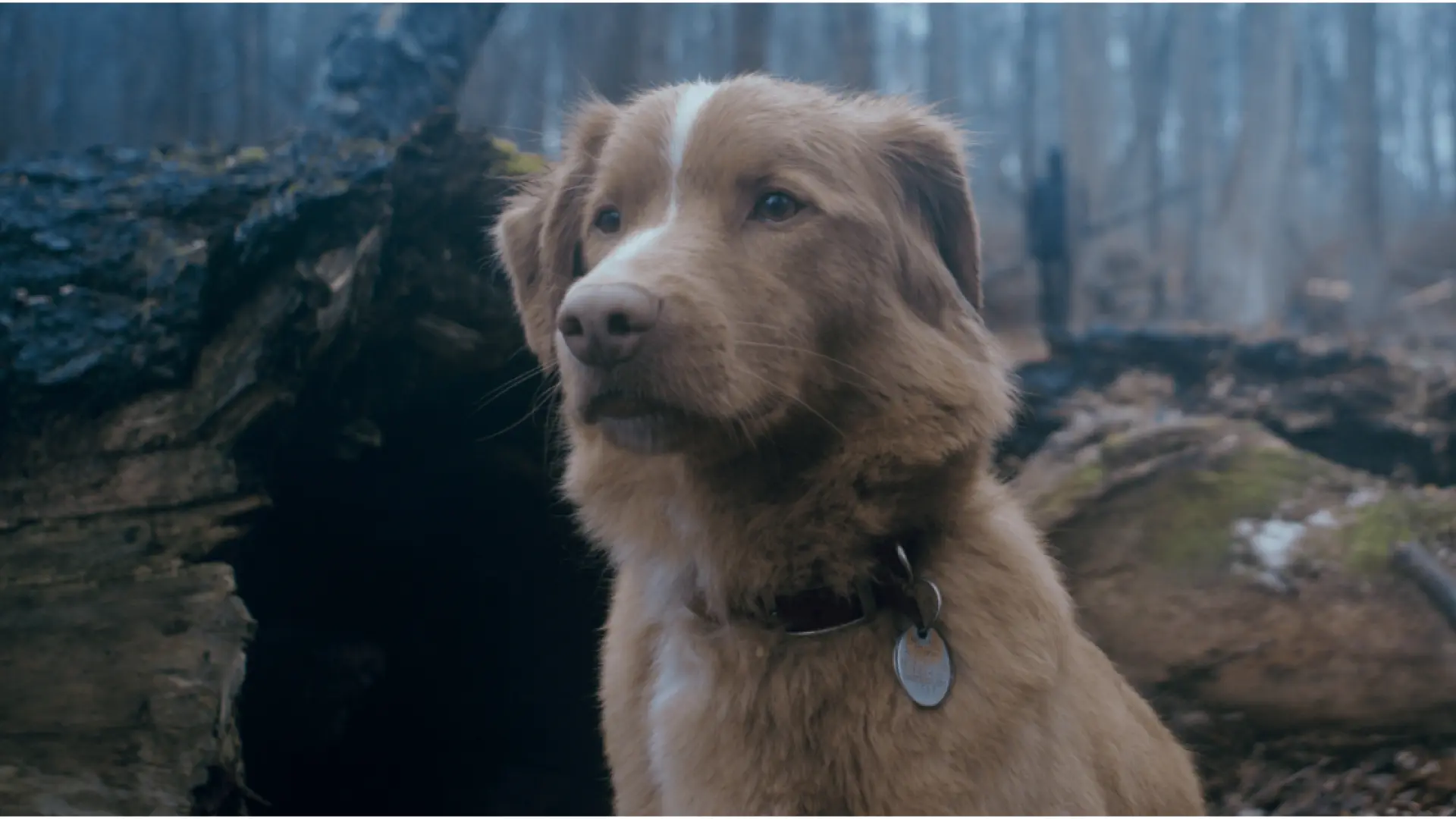 El perrito Indy, contra las fuerzas del mal: 'Good Boy', la película de terror de la que todos hablan llega a Sitges 2025
