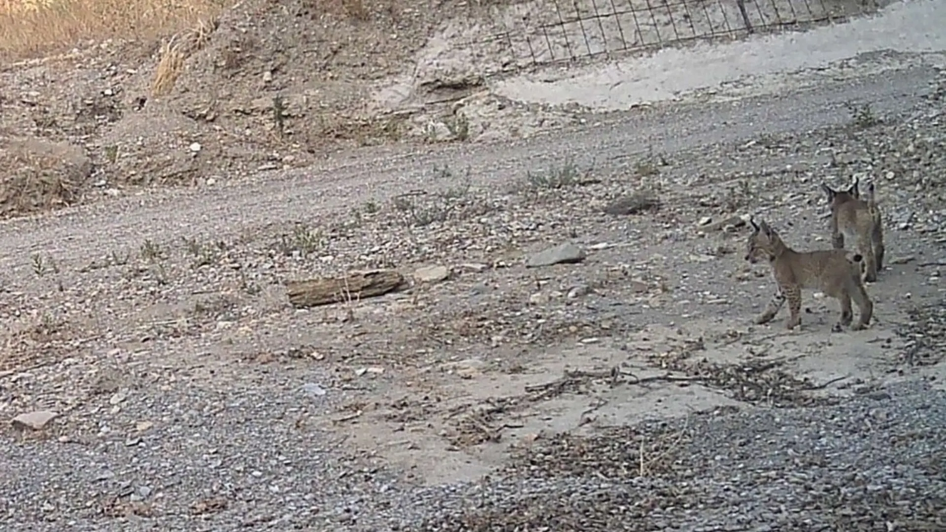 Tres cachorros de lince nacidos en Almería afianzan a Andalucía como referencia internacional en recuperación de la especie