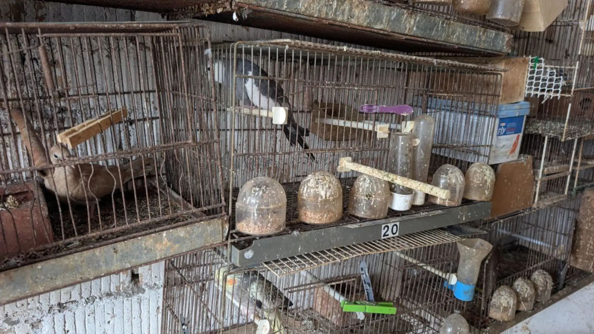 Denunciado por tener en mal estado casi 80 pájaros de especies exóticas en una finca de Viladecans