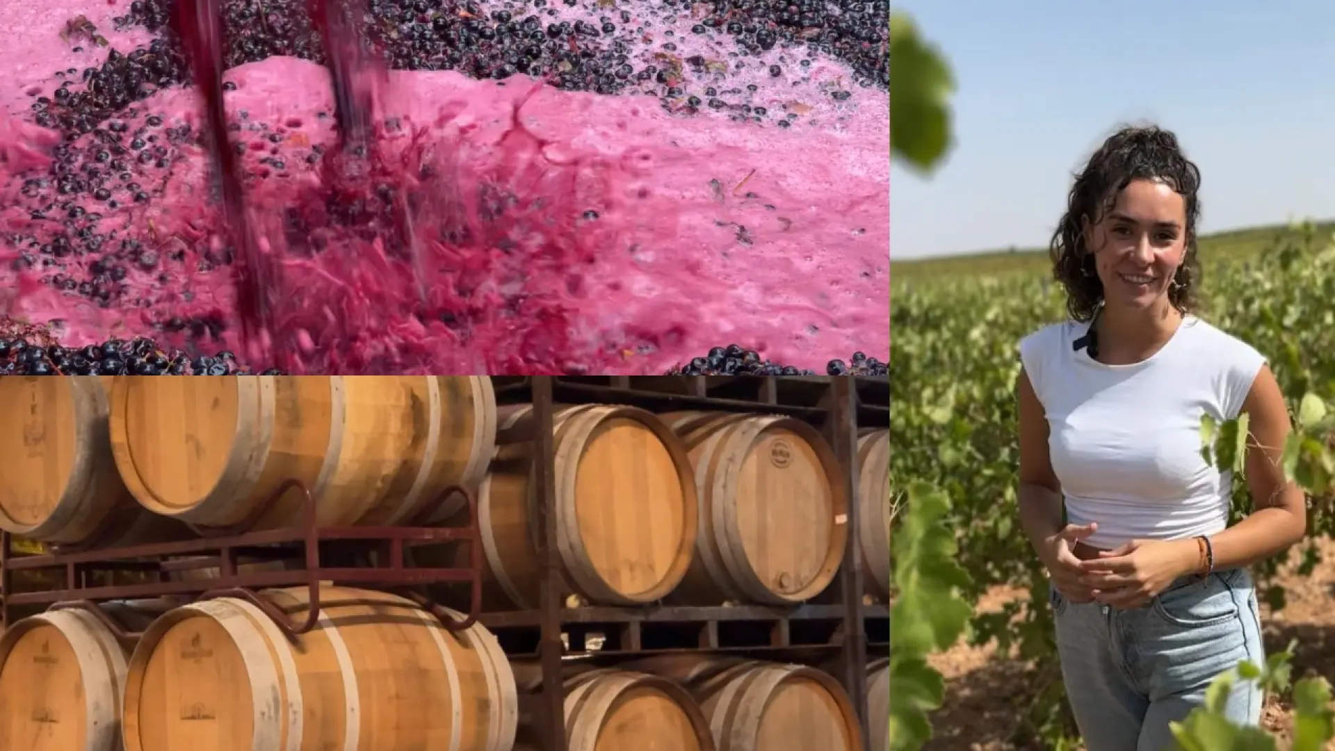 Nos infiltramos en la vendimia manchega: entre el olor a mosto y el rugido de las vendimiadoras