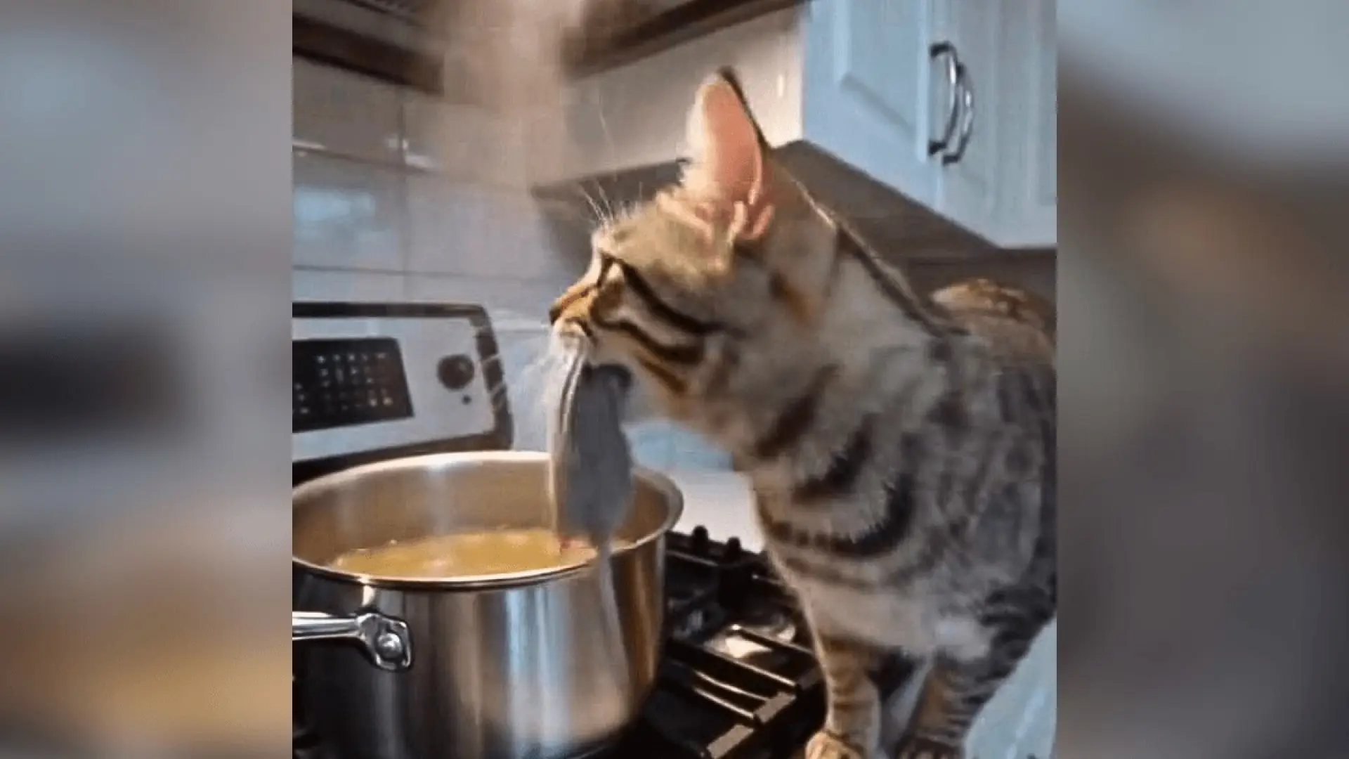Una gata condimenta la cena familiar con un ingrediente sorpresa: un 'suculento' ratón