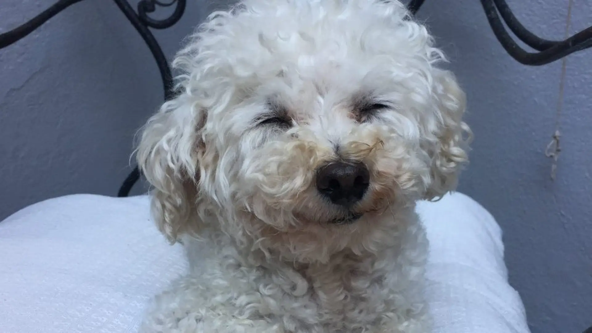Muere Marcelito, el perrito viral en redes: "Gracias a todos por tanto amor y por estar presentes"