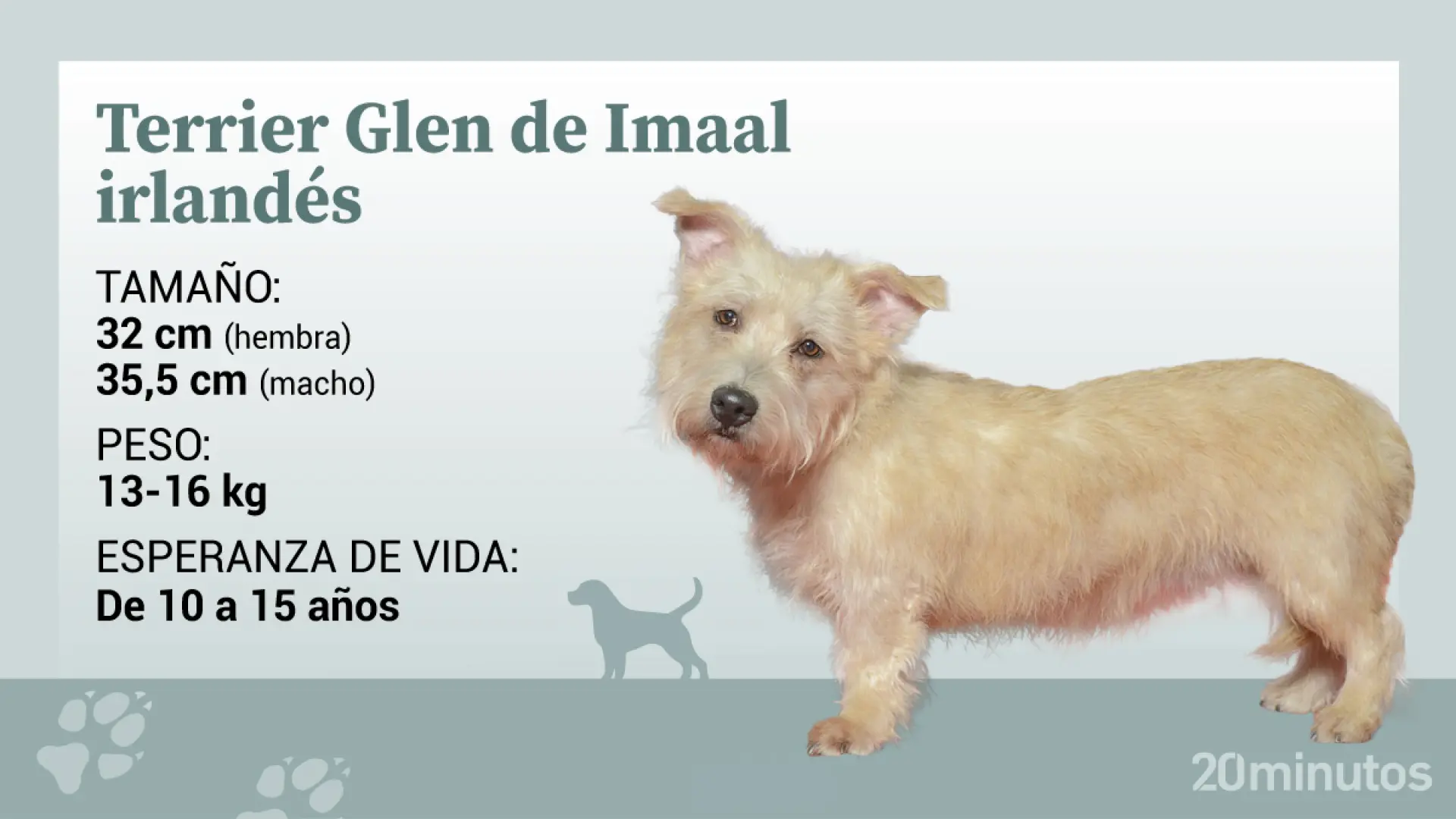 El raro y escaso terrier Glen de Imaal, un perro enérgico, valiente y gentil con su familia