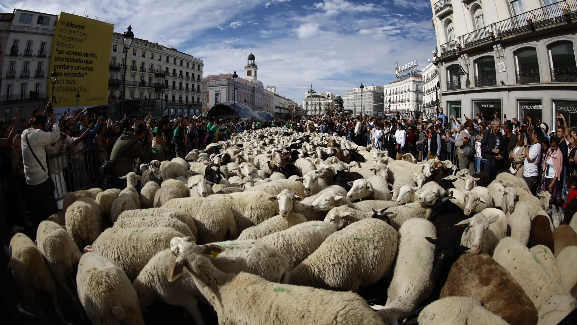 Un rebaño de 1.300 ovejas y cabras reivindica la trashumancia en el corazón de Madrid