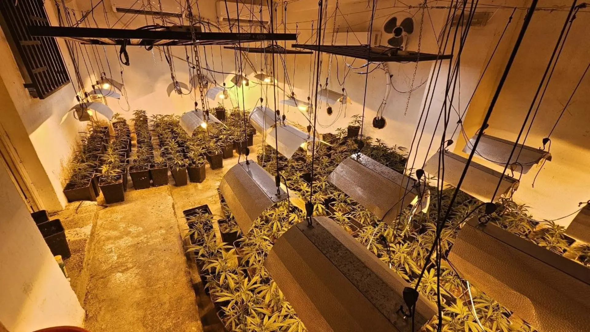Los Mossos desmantelan dos cultivos con más de 1.000 plantas de marihuana en Montferri y detienen a dos personas