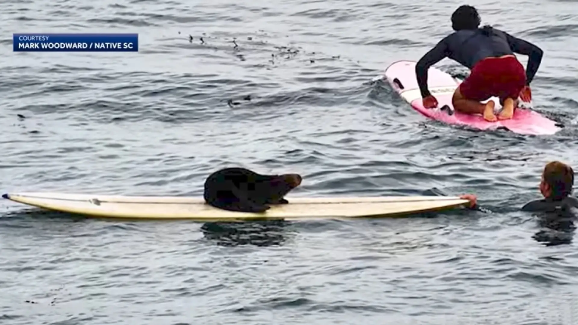 Una nutria ataca a una surfista y le roba su tabla para navegar sobre las olas