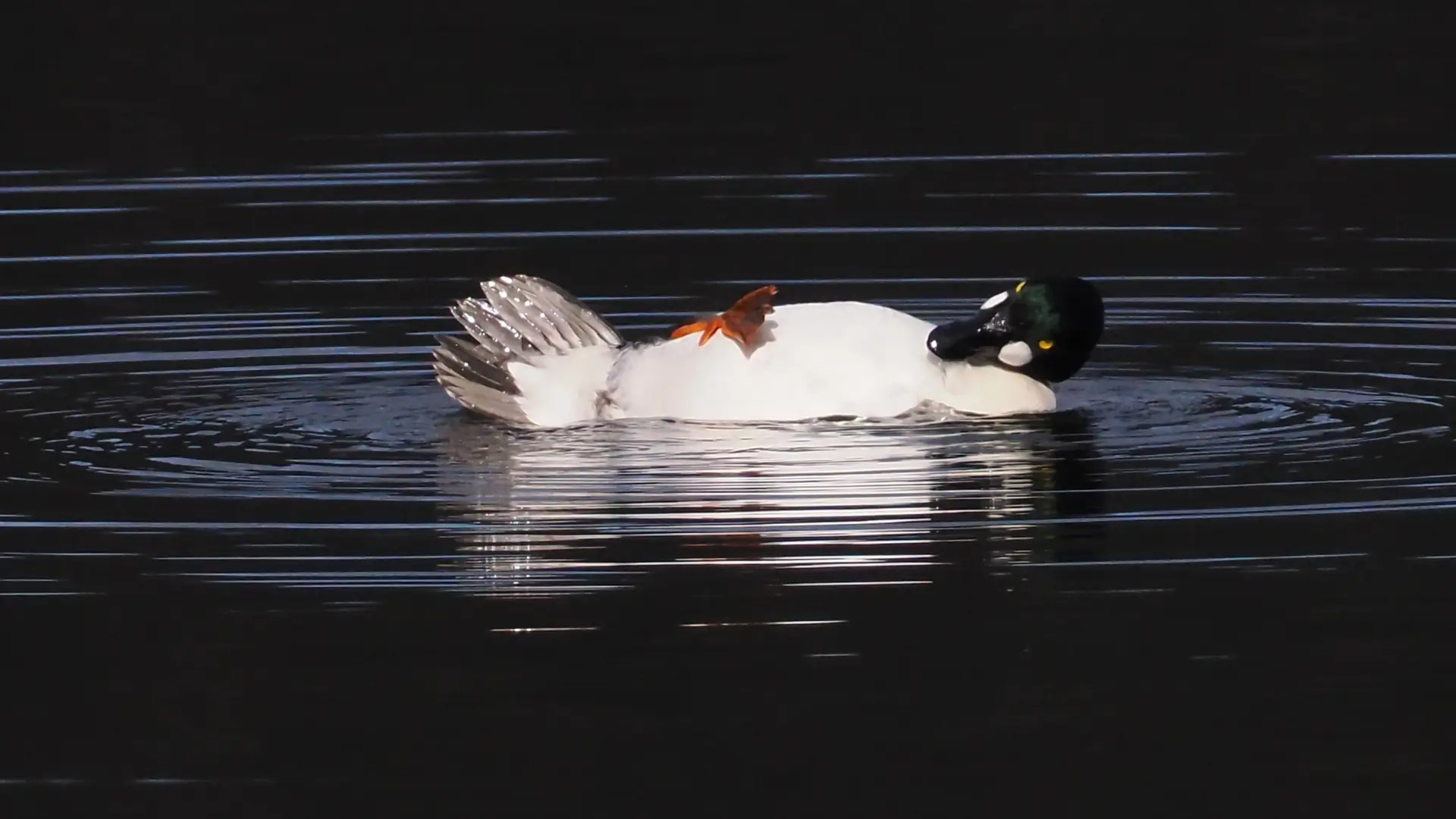 Gripe aviar: cómo actuar ante un ave enferma y qué riesgo supone para nuestros animales de compañía