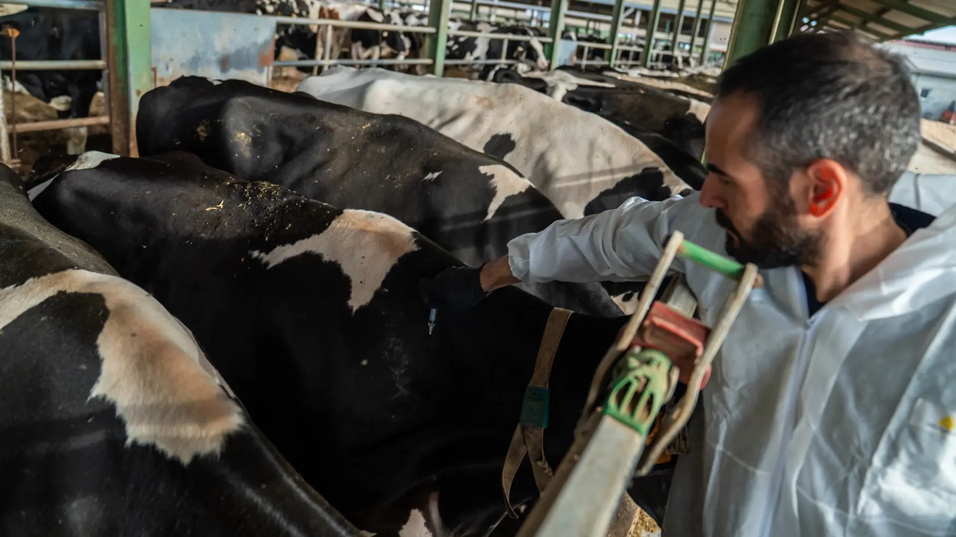 El Govern restringe el movimiento de animales en un radio de 50 km por un posible foco de dermatosis nodular en Osona