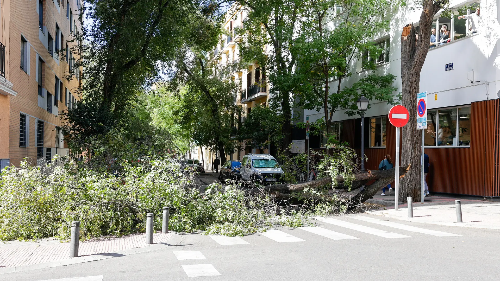 La caída de un árbol corta el tráfico en la calle Canarias de Madrid