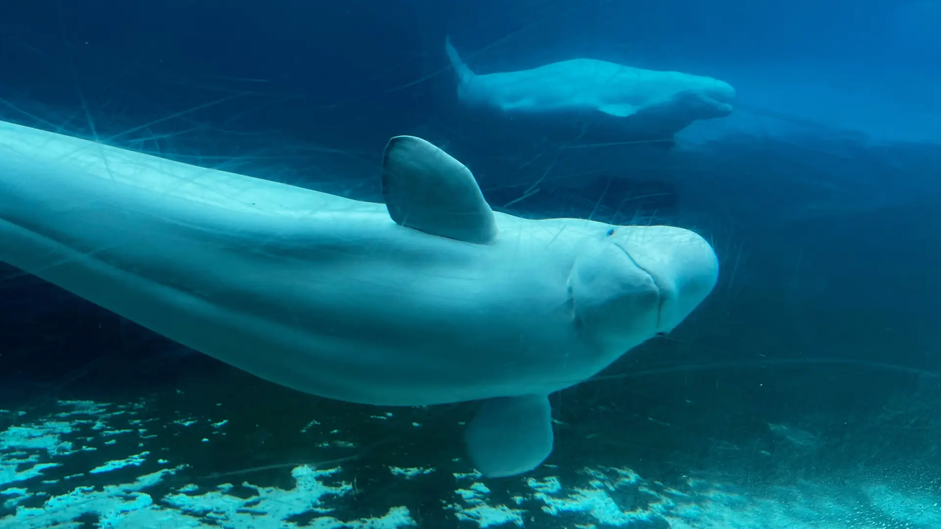 Un 'liberad a Willy' a la canadiense: un parque marino en quiebra estudia sacrificar 30 belugas por falta de fondos