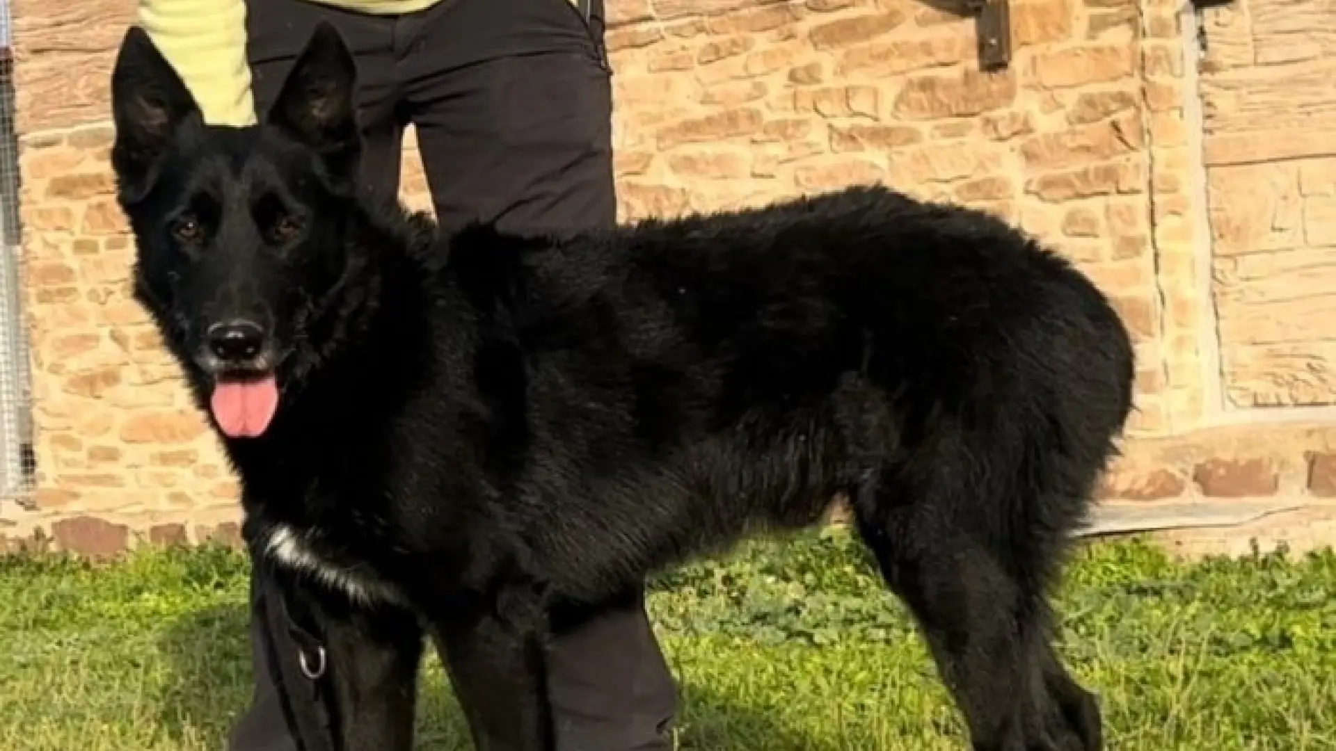 El perro es el 'fiel amigo del hombre' desde hace al menos 10.000 años