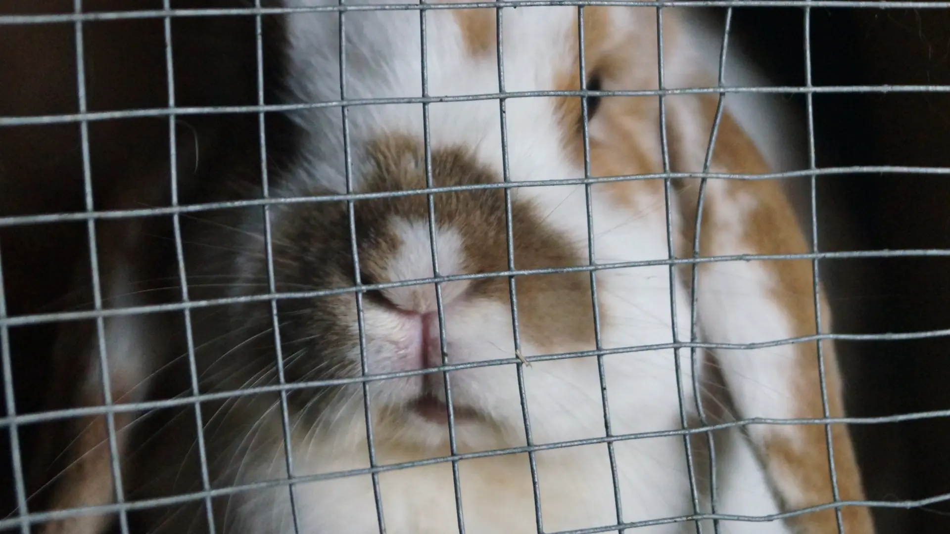 Suiza y su iniciativa pionera: un ‘buzón’ para dejar a los roedores y conejos que ya no se quieren