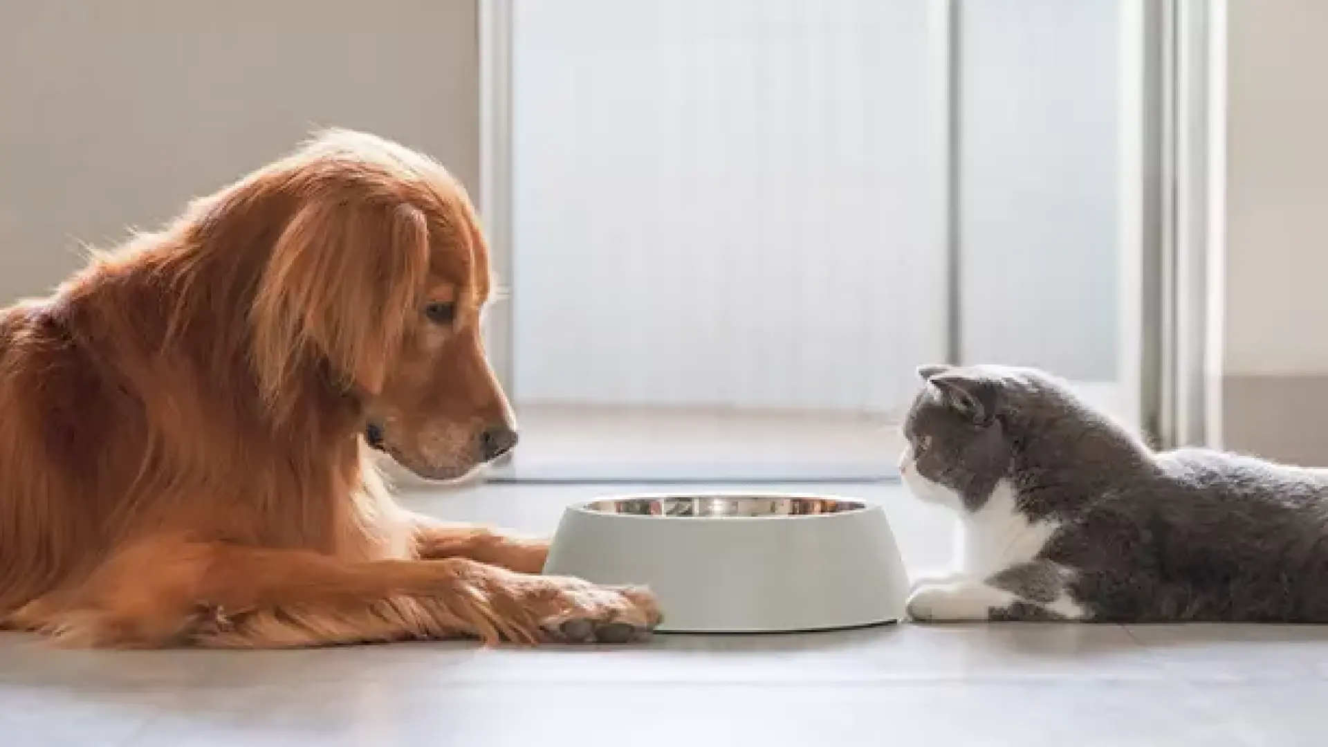 Por qué los gatos no pueden comer comida de perro, lo que dice la ciencia