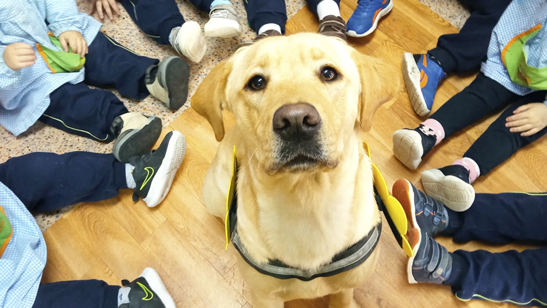 La magia del vínculo entre personas y animales: la historia de Humanymal