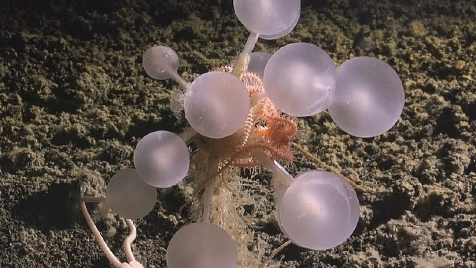 Descubren una nueva especie de esponja carnívora en las profundidades del mar: la han bautizado como 'la bola de la muerte'