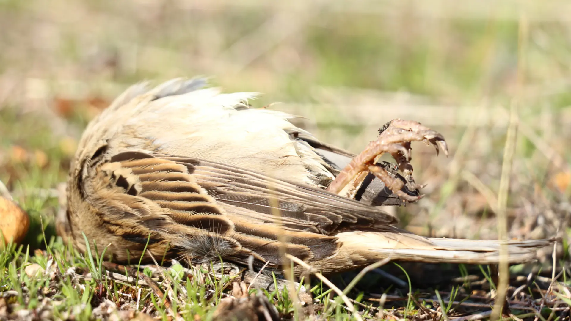 ¿Te has encontrado un ave muerta? Esto es lo que debes hacer si sospechas de gripe aviar