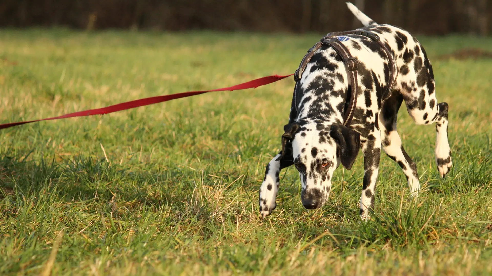 Cómo es el paseo que tu perro necesita y que quizá no le estás dando