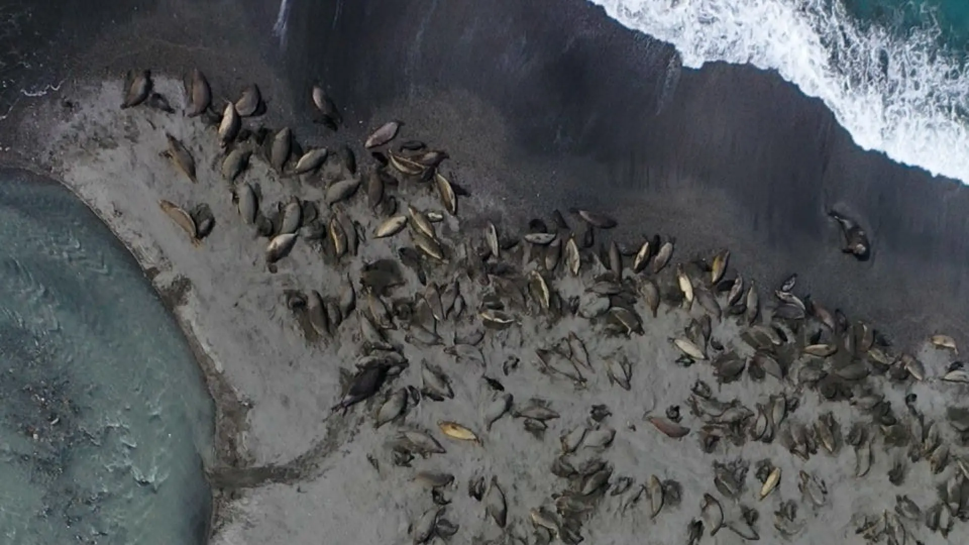 La gripe aviar arrasa la mayor población de elefantes marinos del mundo y reduce a la mitad el número de hembras