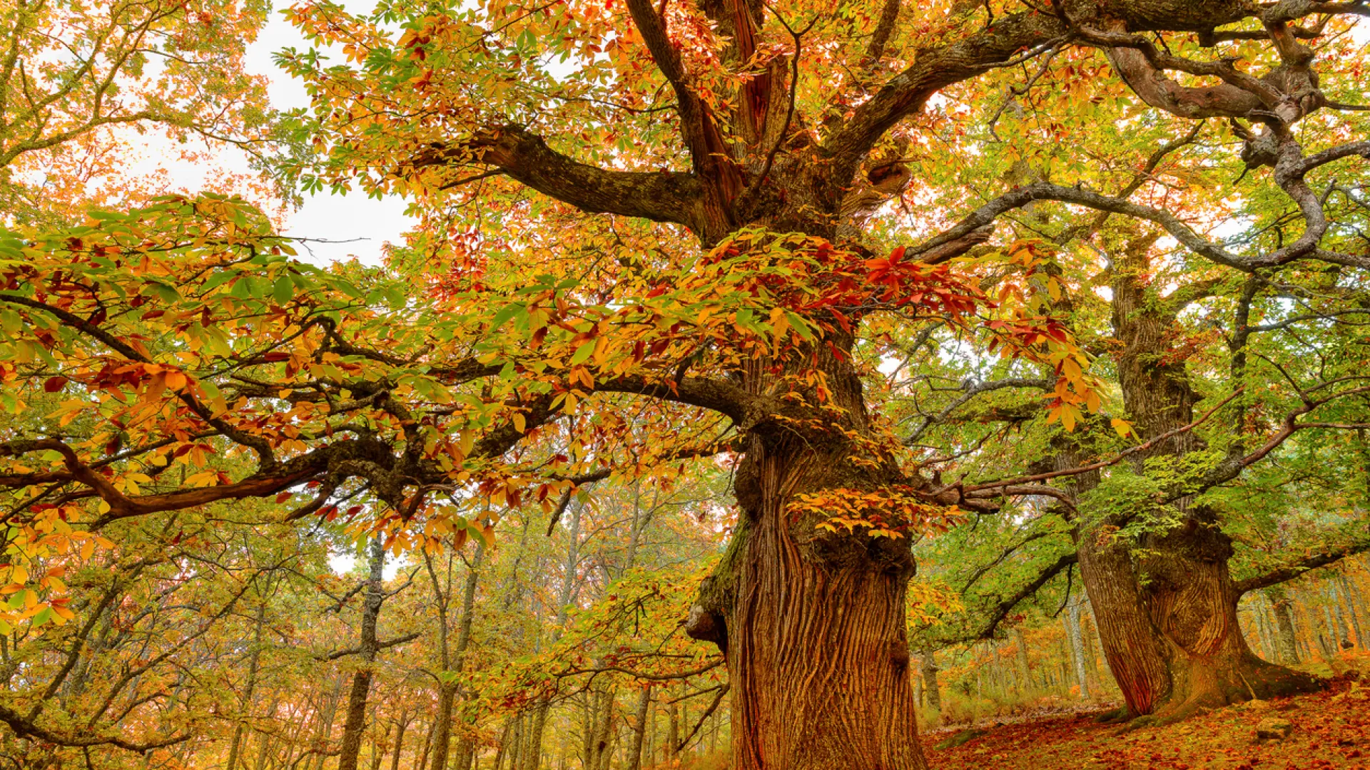 El oro de Trás-os-Montes: los mejores destinos de Portugal para descubrir auténticas rutas de castaños