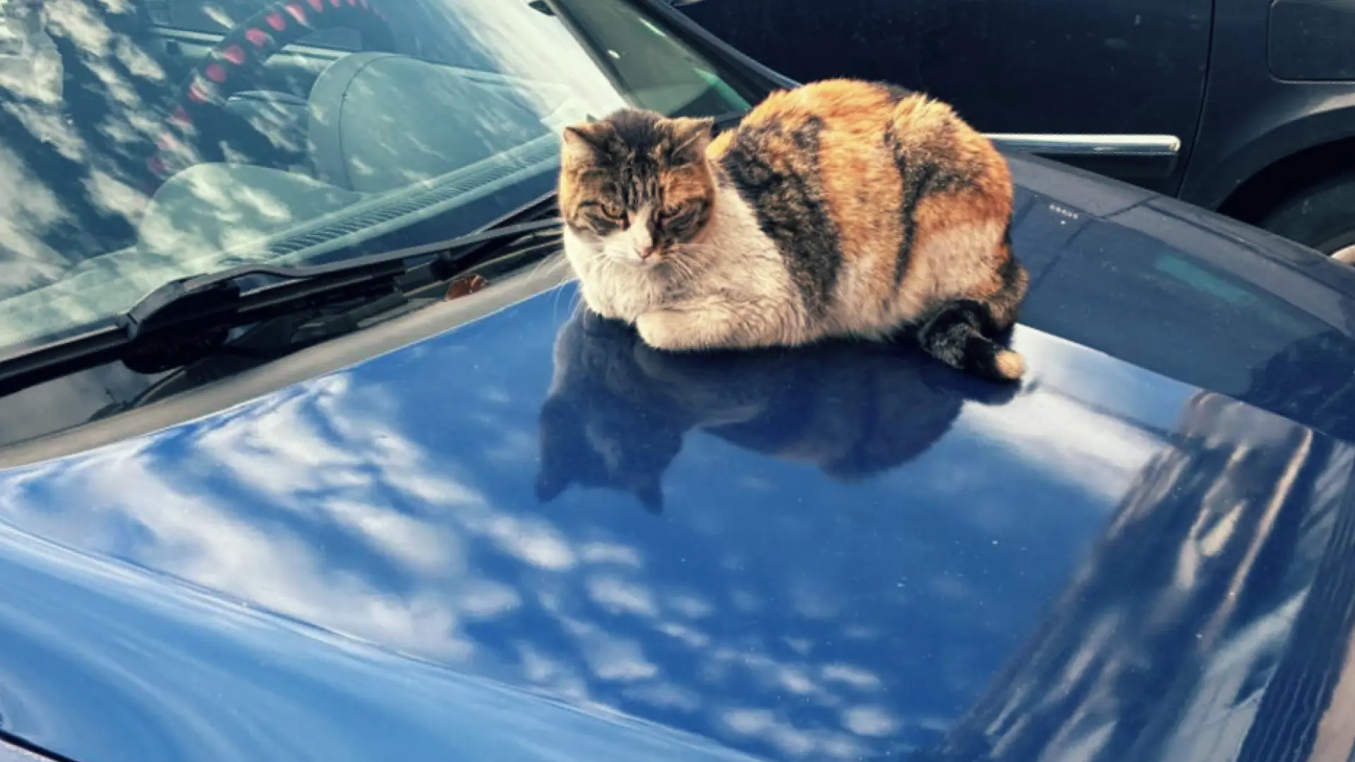 Motores calientes: el peligro que amenaza a los gatos callejeros cada año con la llegada del frío