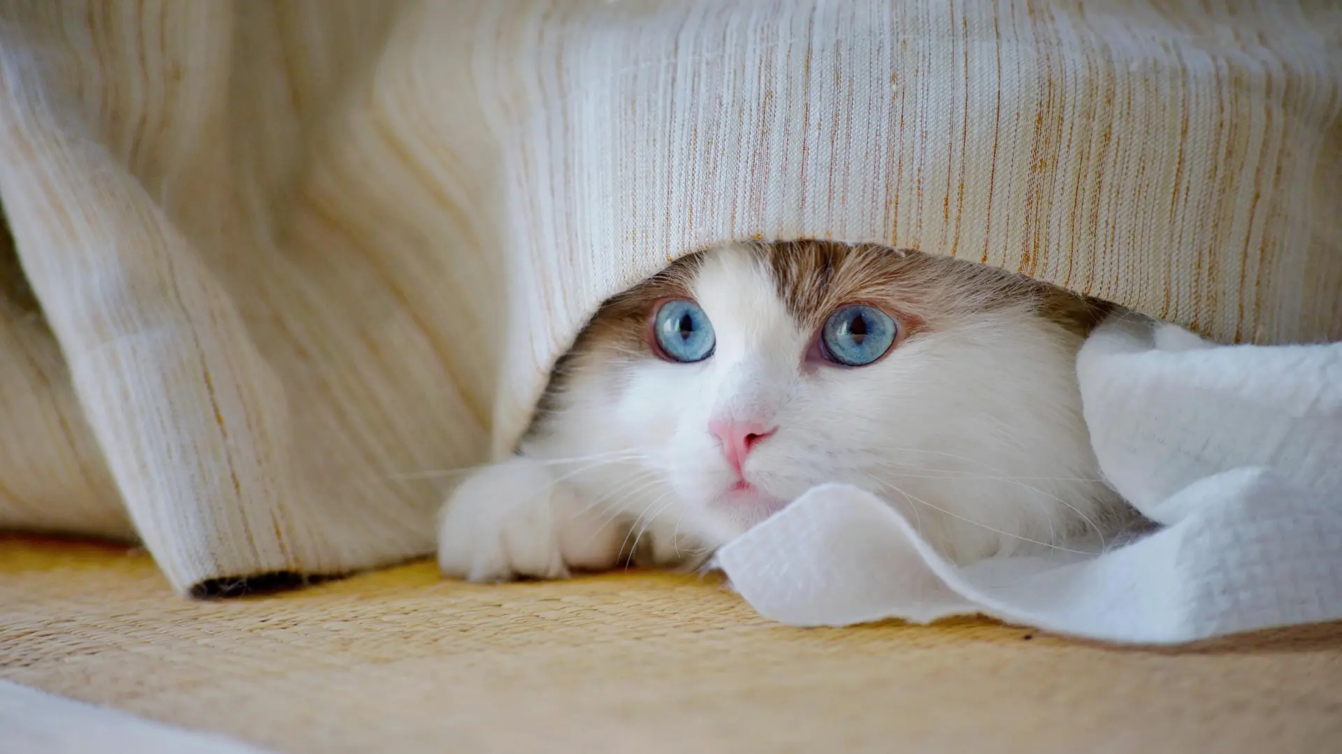 Кошки не планируют злые поступки