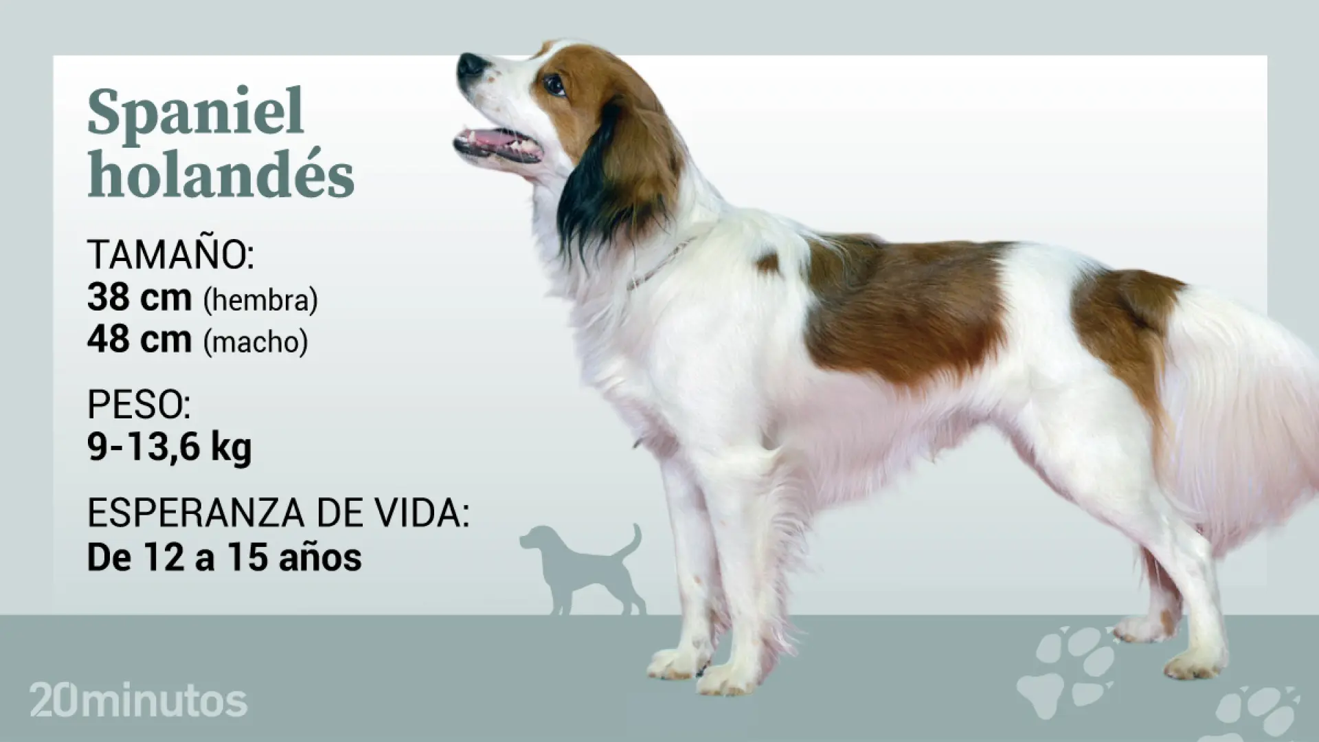 El spaniel holandés: el pequeño perro rojiblanco que usaba su cola como un señuelo para la caza