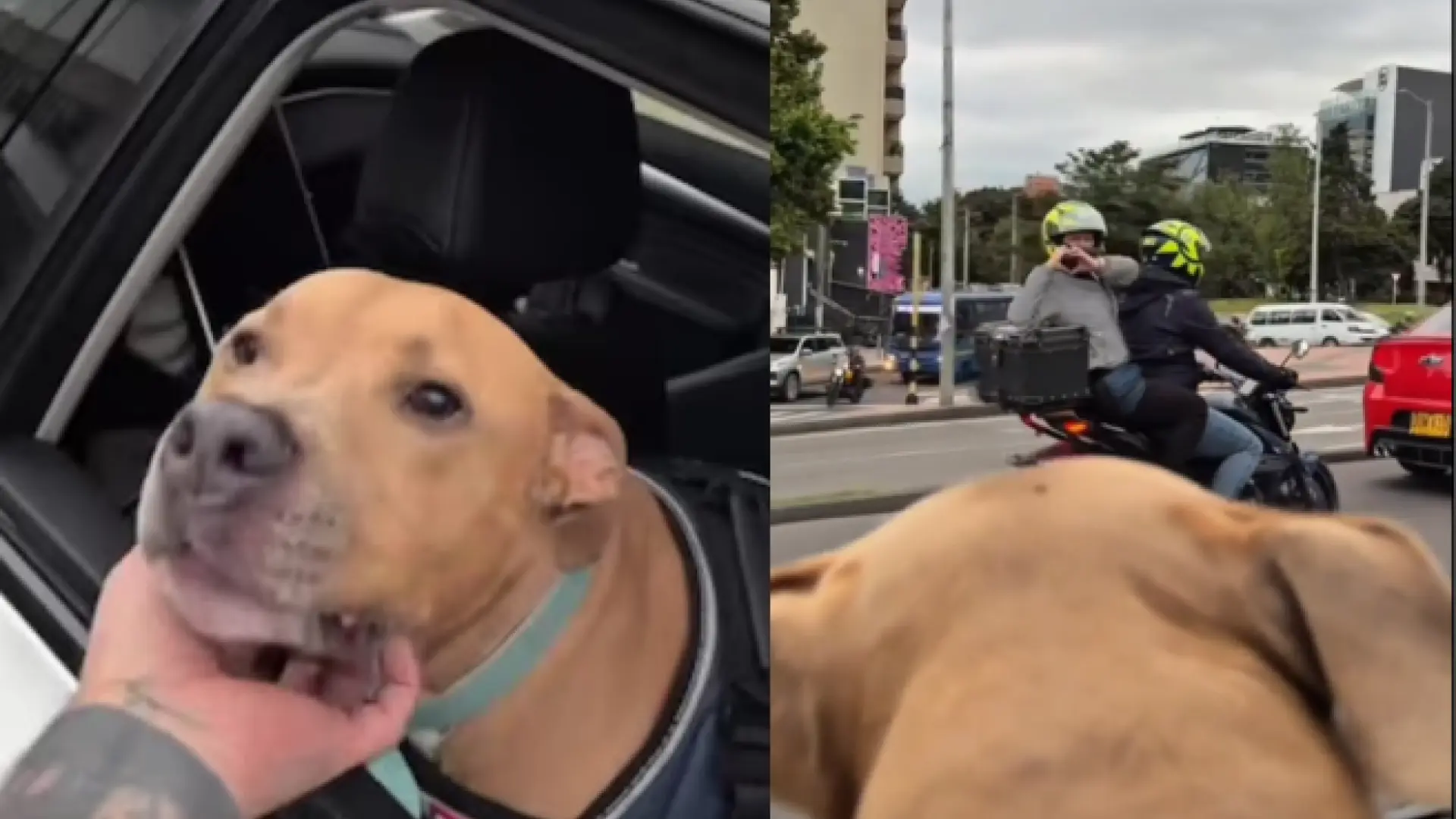 Un perro supera el cáncer y toda la ciudad celebra la noticia: "Llorar por perritos es mi pasión"