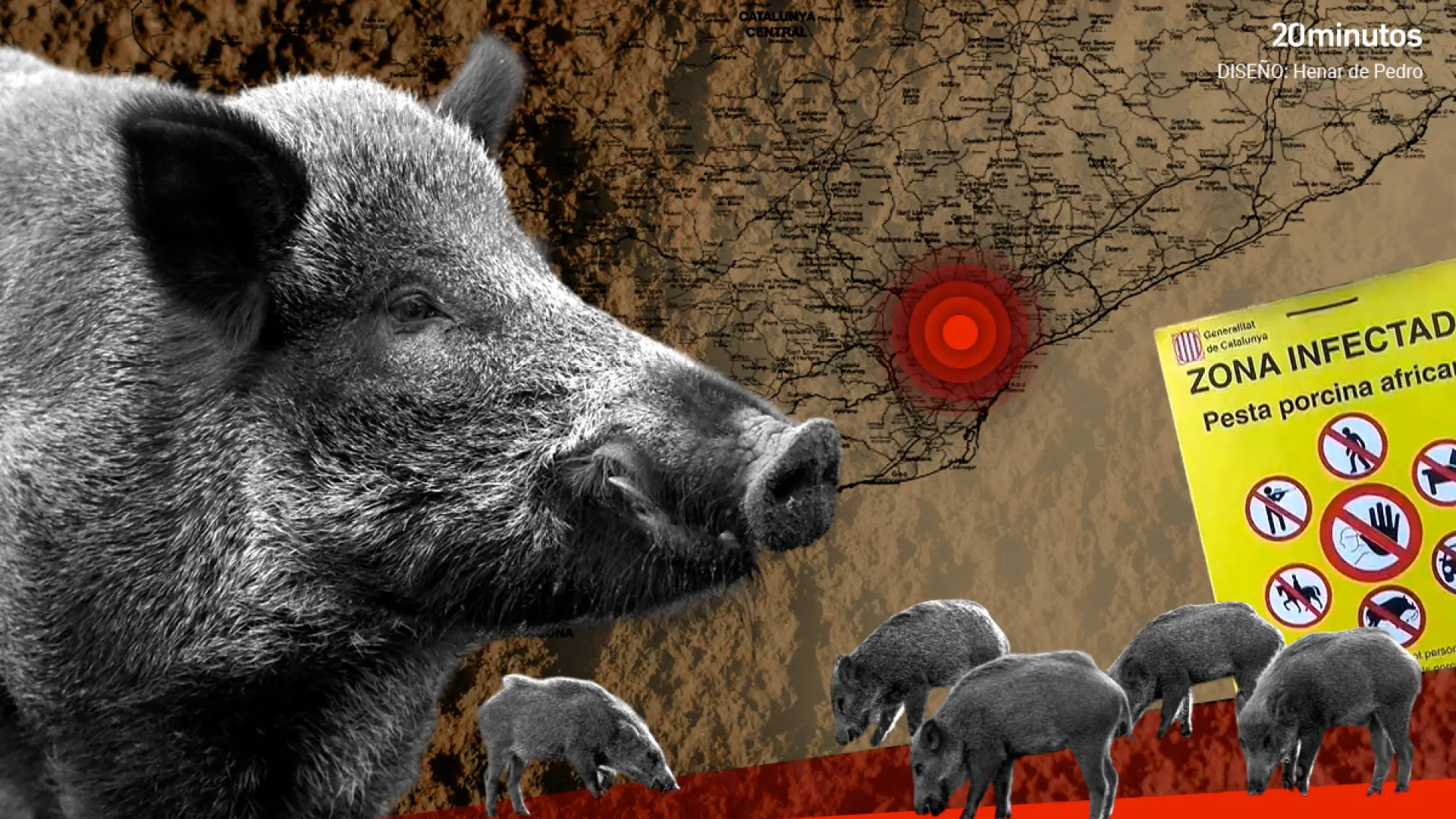 Todo sobre la peste porcina: cómo se contagia, por qué exige sacrificios masivos... y qué hay detrás de la 'tesis del bocadillo'
