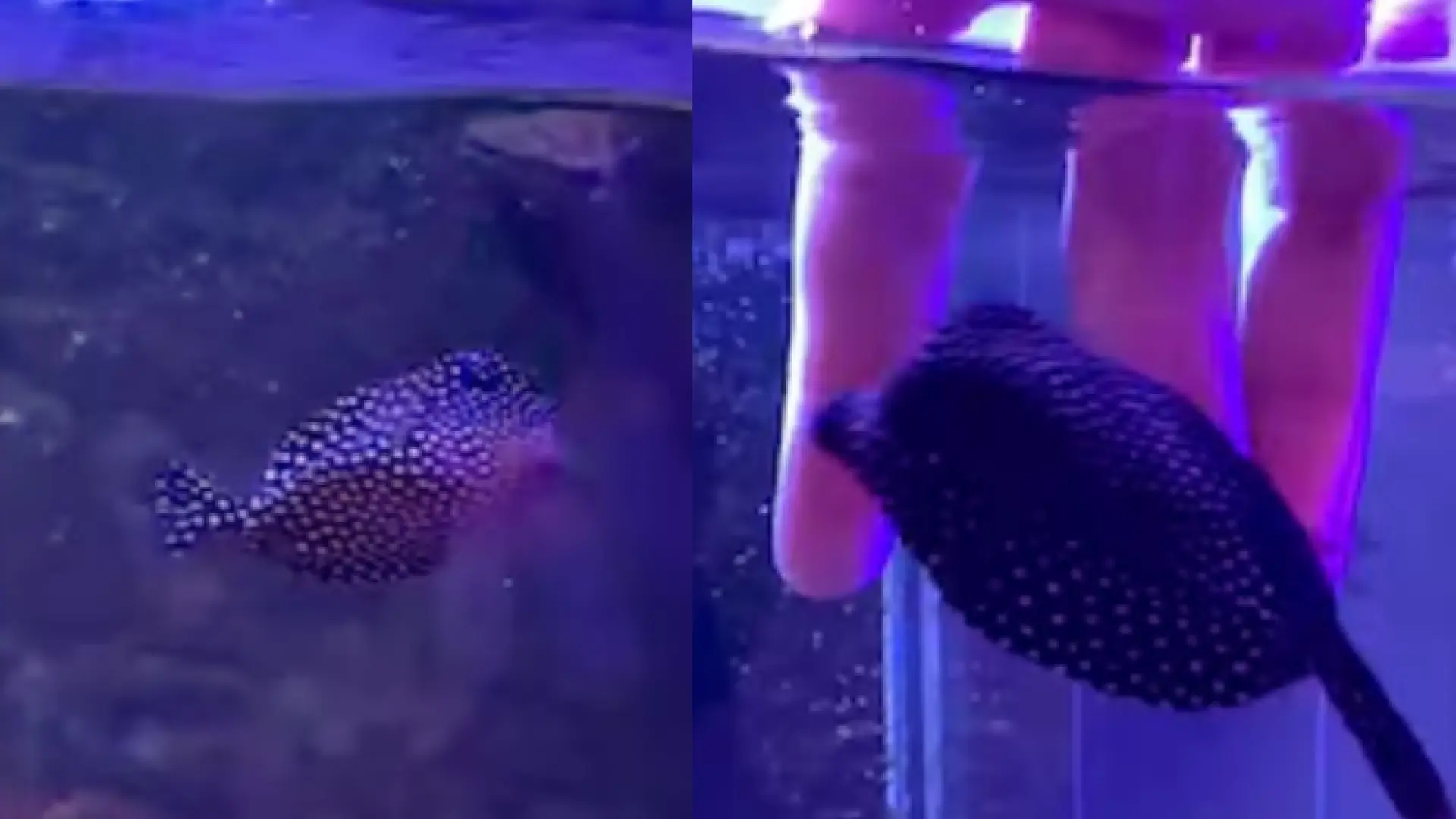 Así es Globi, el pez cofre más querido de TikTok que se deja acariciar: "Daría mi vida por él"