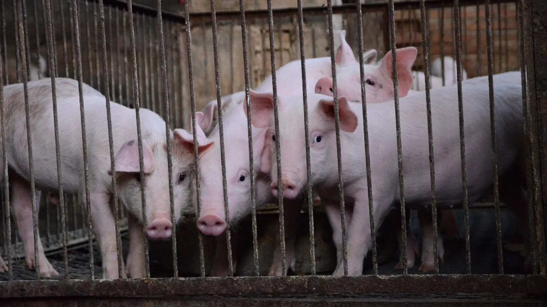 Los transportistas son clave para evitar la expansión de la cepa a otras zonas: así se protegen del virus