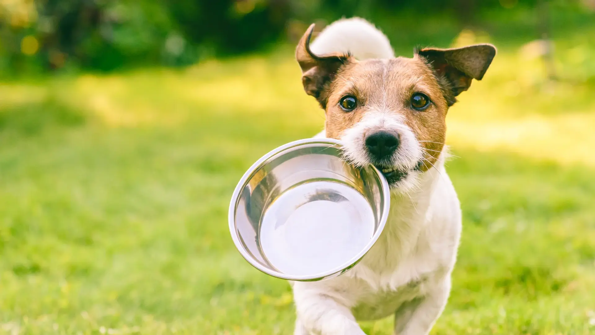 El auge del aceite de salmón para perros: tendencia con base científica, pero que exige prudencia