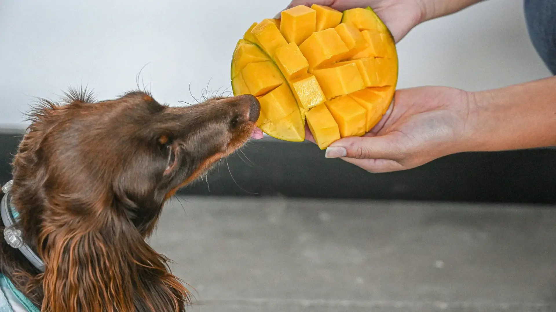 ¿Pueden los perros comer mango? La evidencia veterinaria sobre este capricho dulce