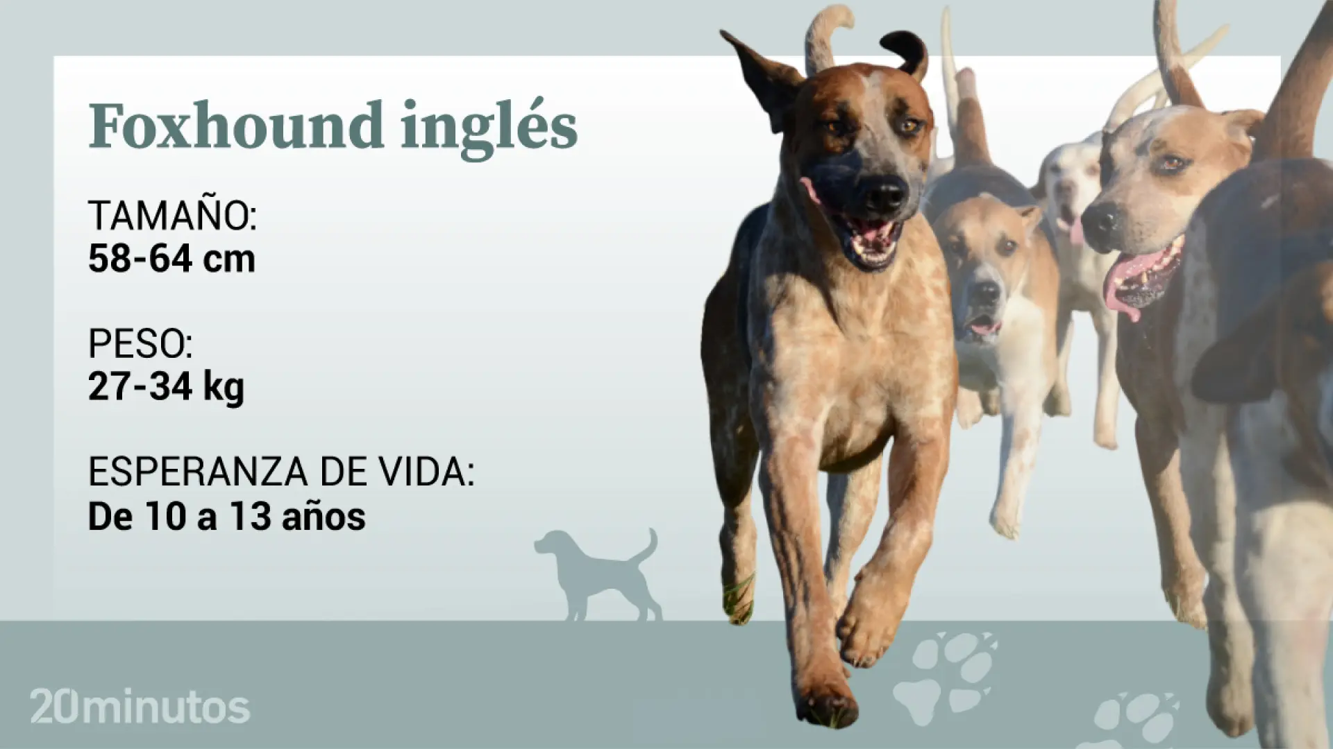 El foxhound inglés, el gran sabueso seleccionado para durar siglos