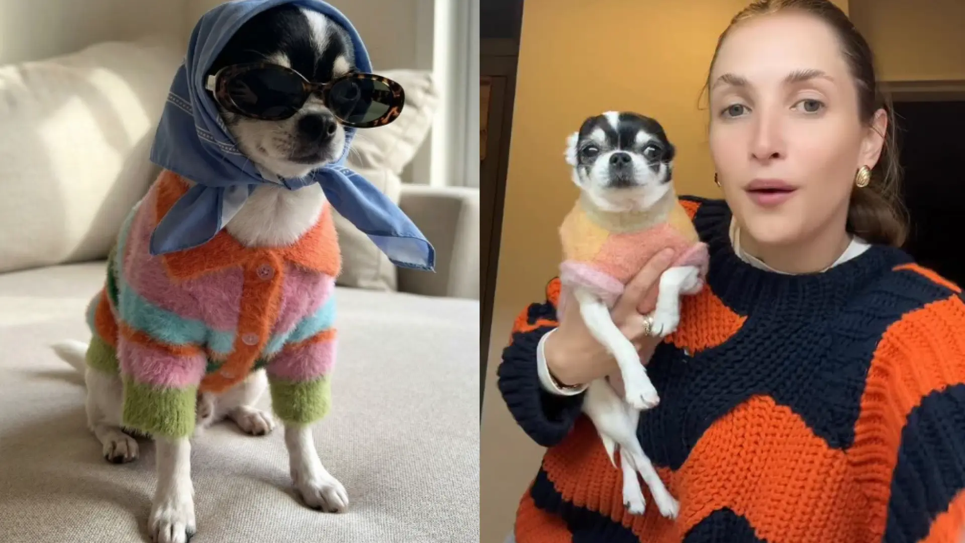 Así es María Pita, la chihuahua 'influencer' que factura medio millón al mes con su propia marca de ropa