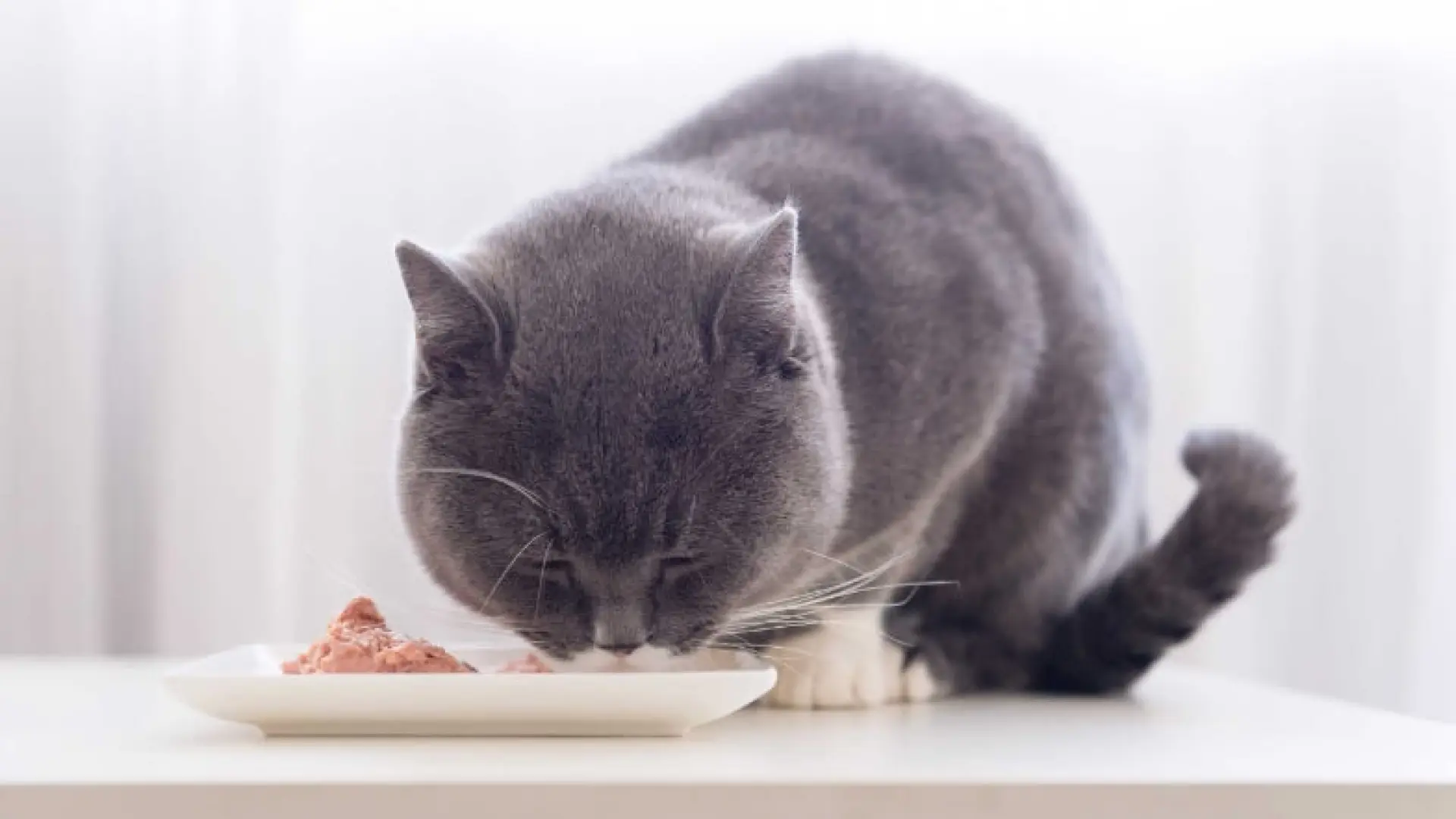 
         El motivo por el que tu gato siempre se deja comida en su plato, según un nuevo estudio 
    