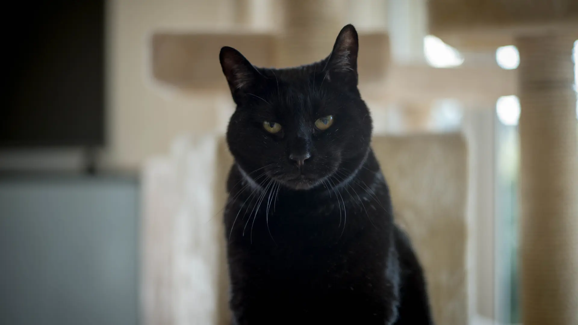 Cuando el cuerpo cambia: por qué la alimentación del gato geriátrico ya no puede ser la misma