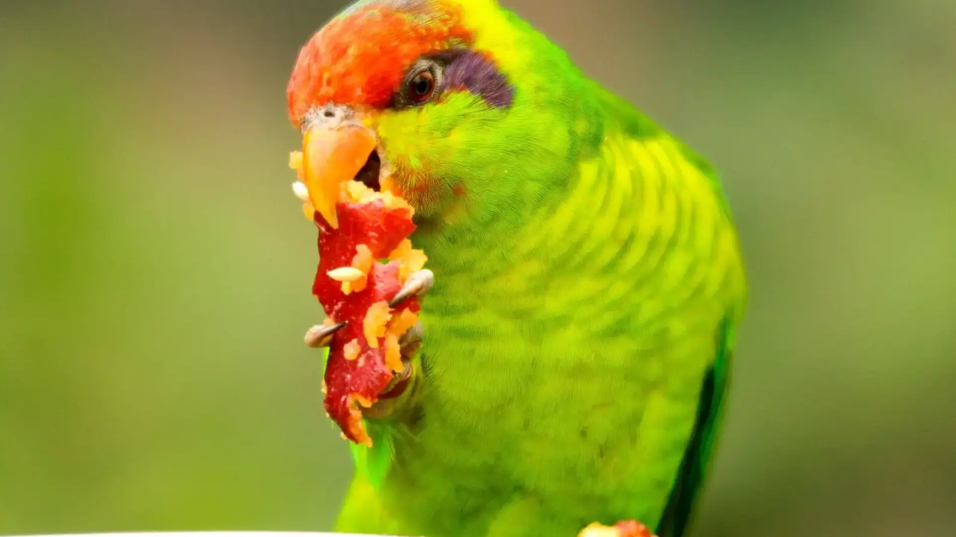 Alimentos que pueden ser tóxicos para las aves y que no deben entrar en su dieta