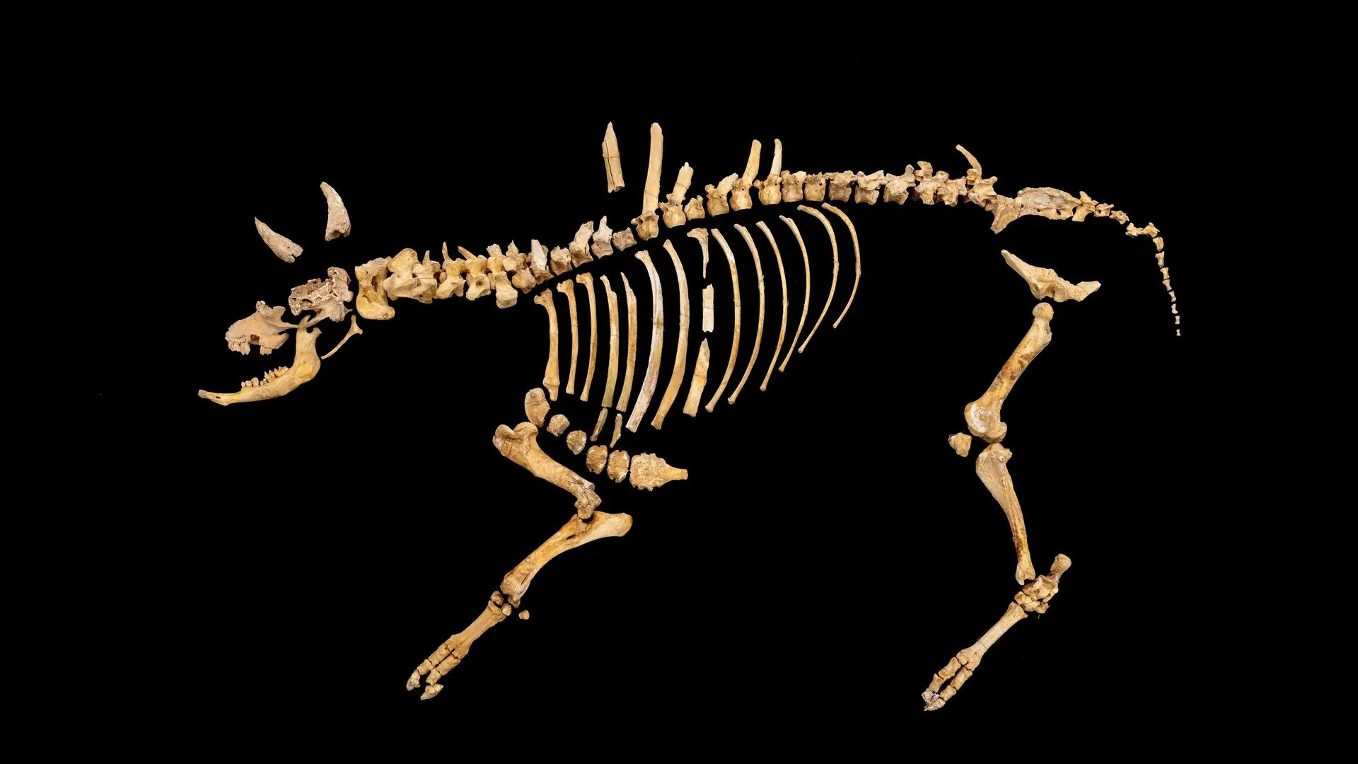 "Descubrimiento único": Hallan el esqueleto casi completo de un bisonte de hace 4.000 años en Navarra