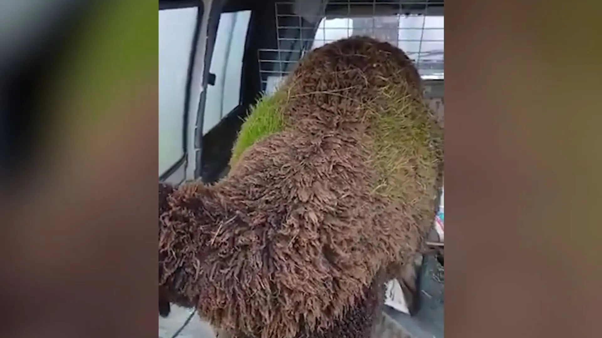 Ni en el campo ni en el prado, la hierba crece... en la lana de las ovejas: "Yo no lo había visto nunca"