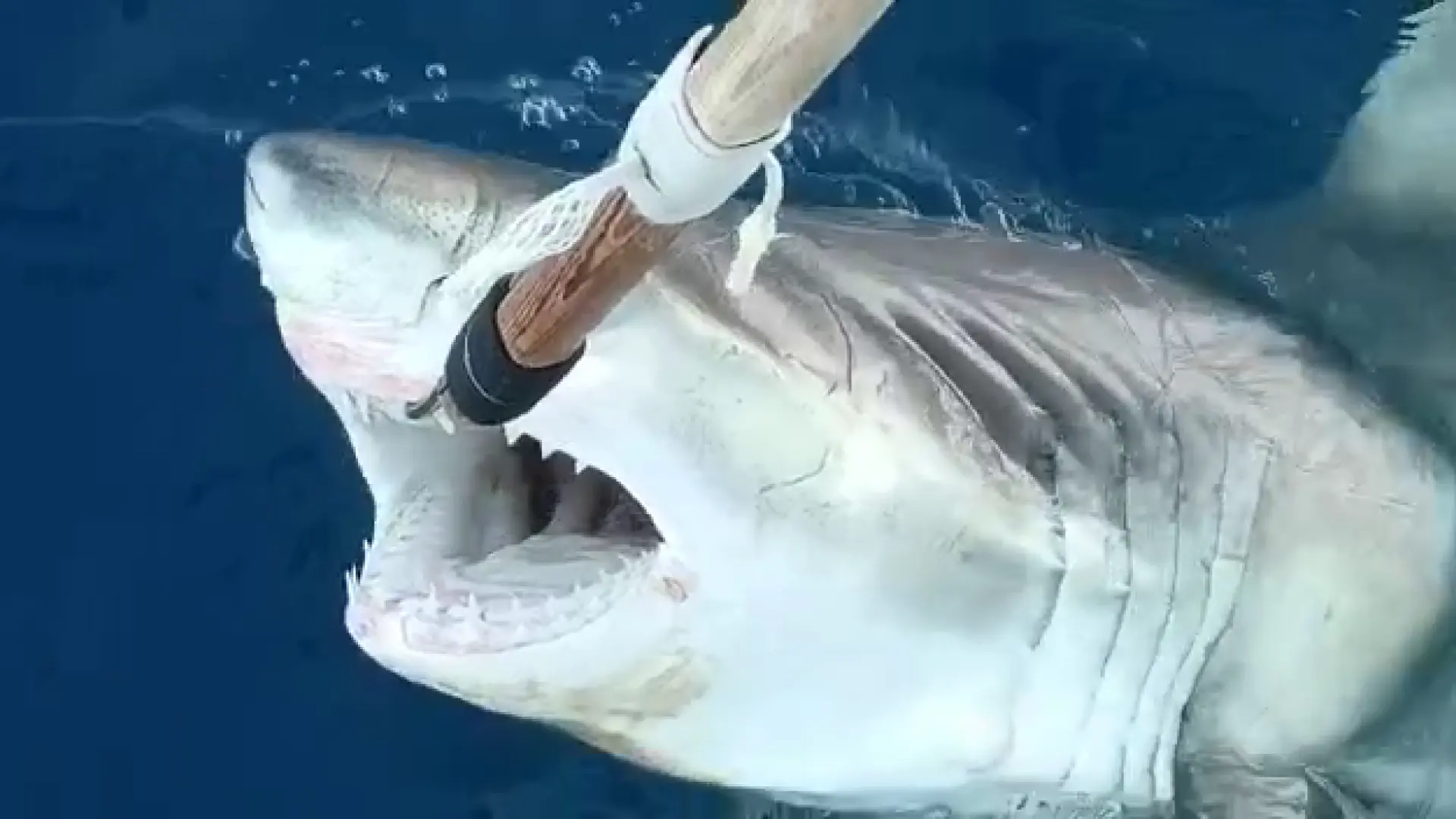 Confirman un nuevo registro de tiburón blanco en el Mediterráneo español