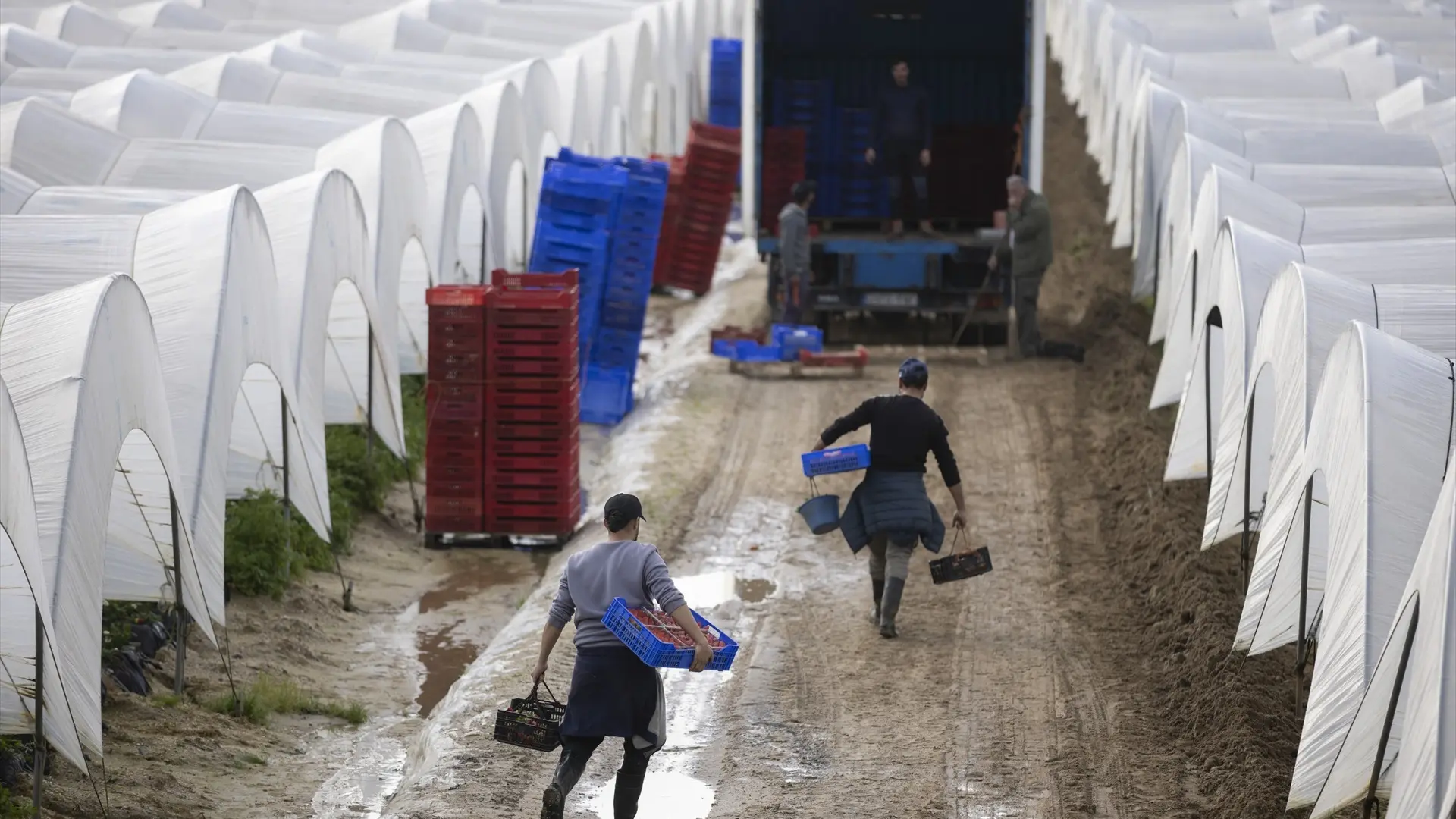 Los agricultores afectados por las lluvias declaran siniestros en más de 29.000 hectáreas y los daños ya rondan los 35 millones
