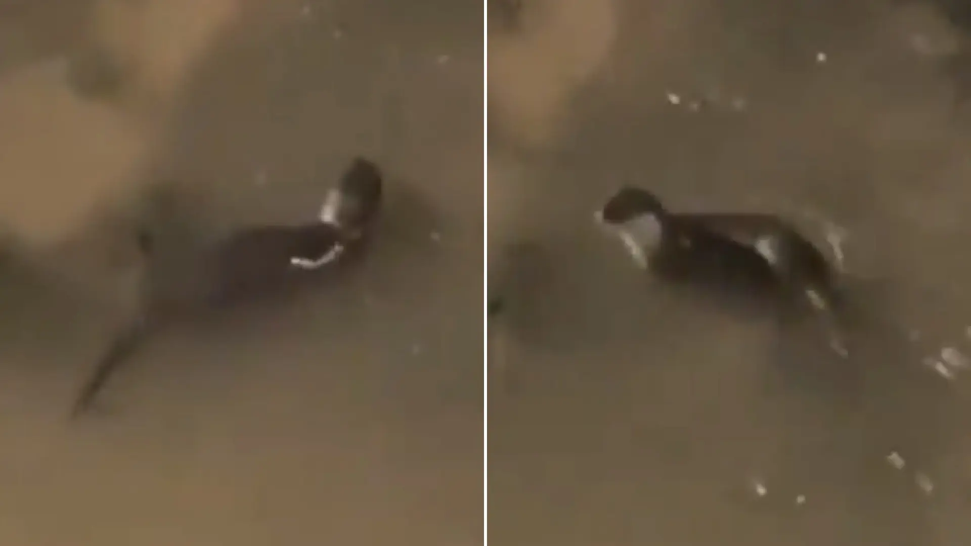 Avistan una nutria en el río Manzanares tras la crecida del caudal por las intensas lluvias en Madrid