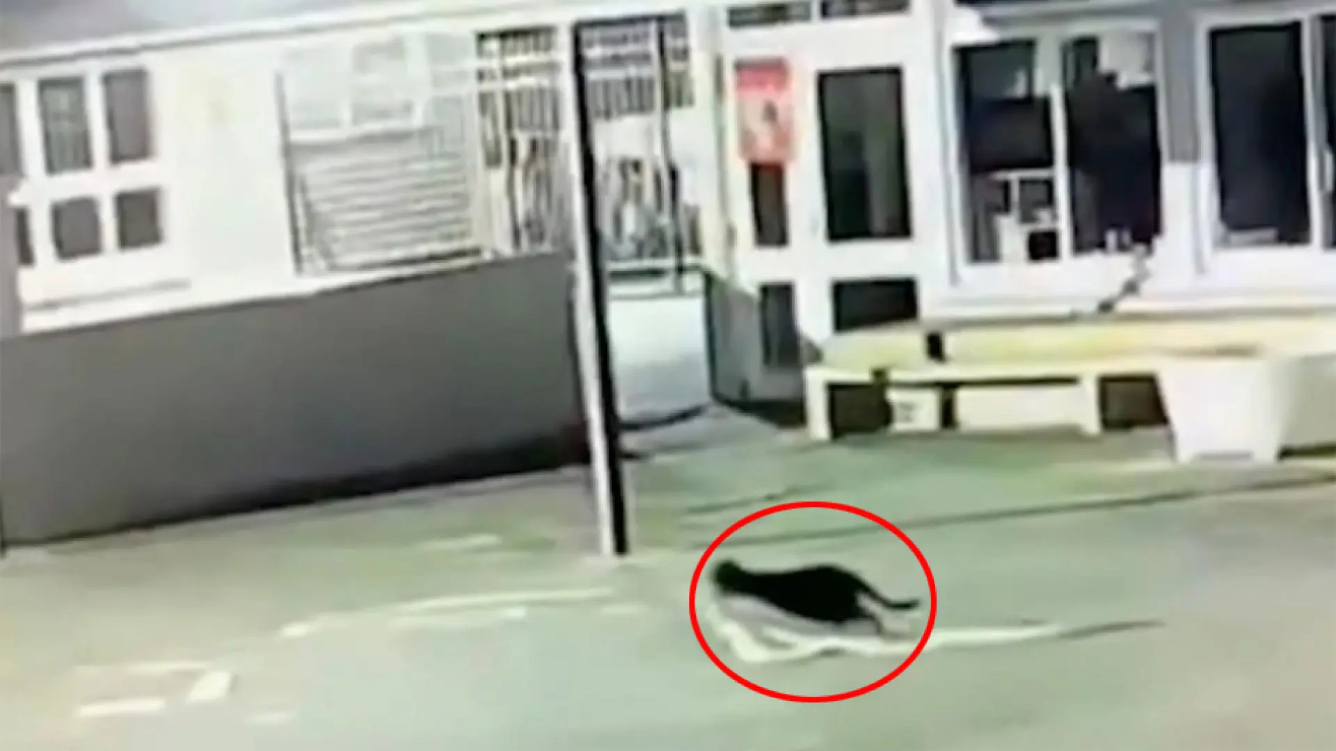 Identifican por fin al famoso ladrón de ropa interior en serie: ¡Un gato amante de lo ajeno!