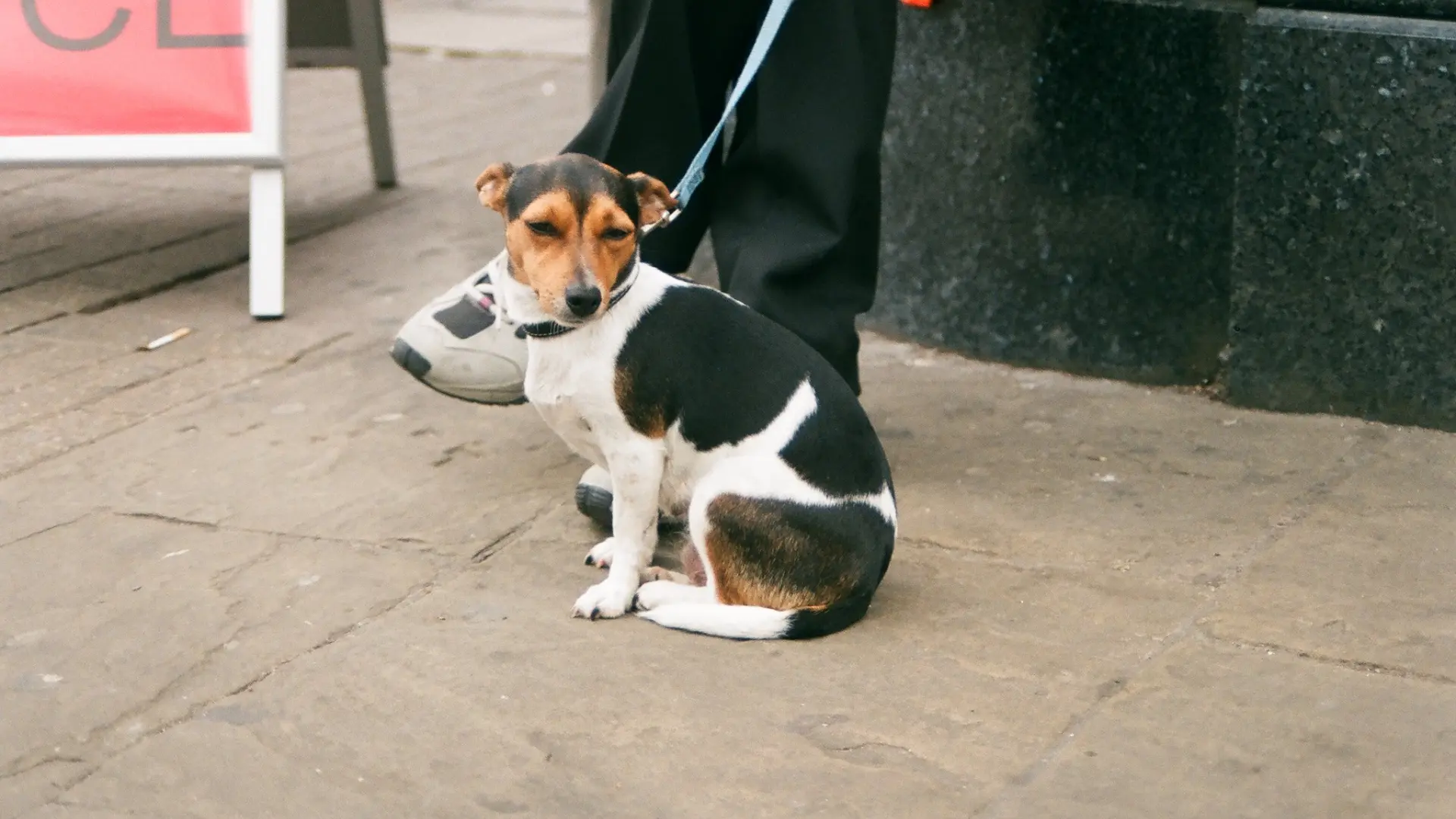 
         Donde menos lo esperas: los desencadenantes del miedo en perros y cómo actuar sin empeorarlo 
    